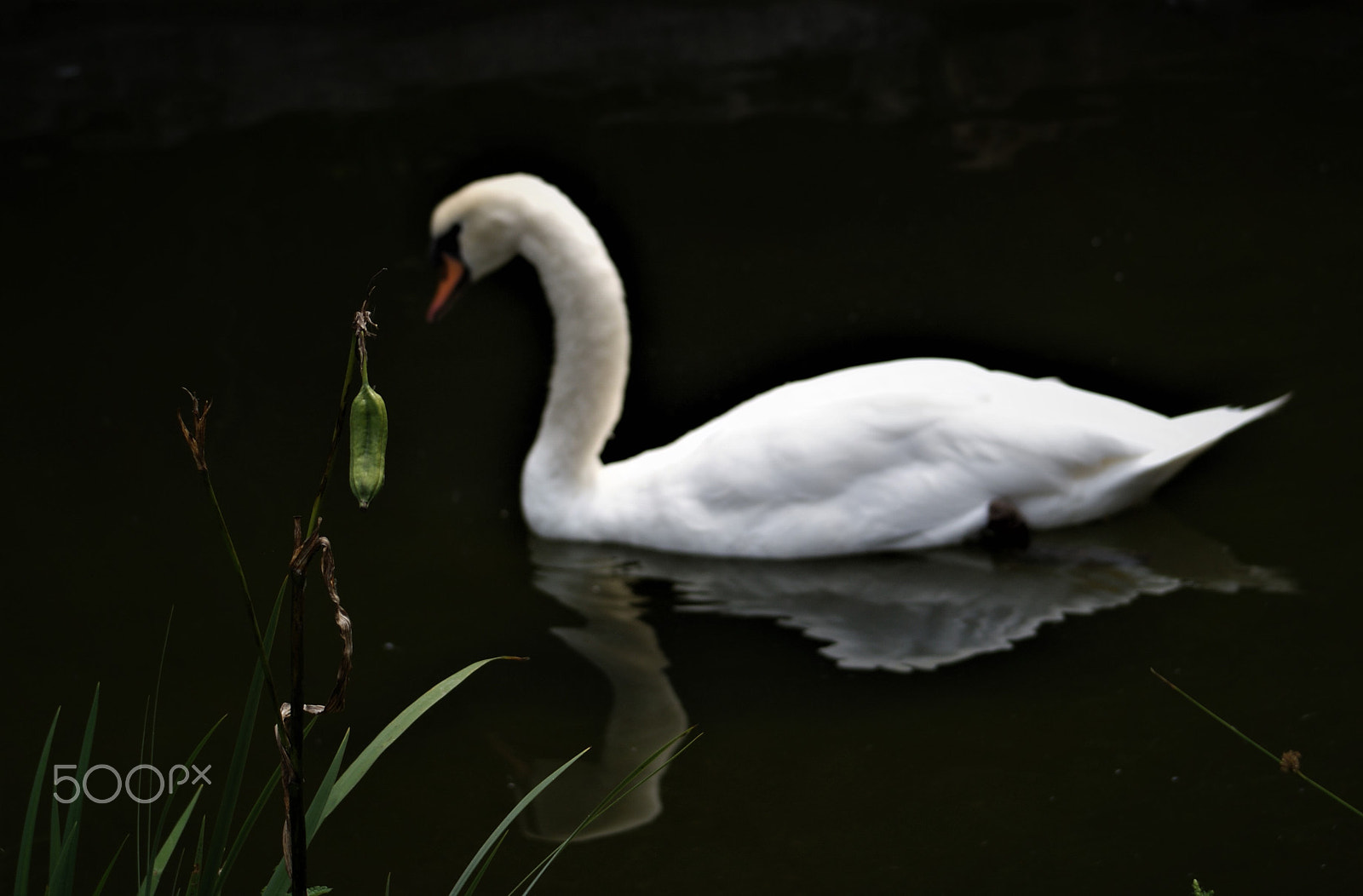 Minolta AF 70-210mm F4.5-5.6 [II] sample photo. Cisne photography