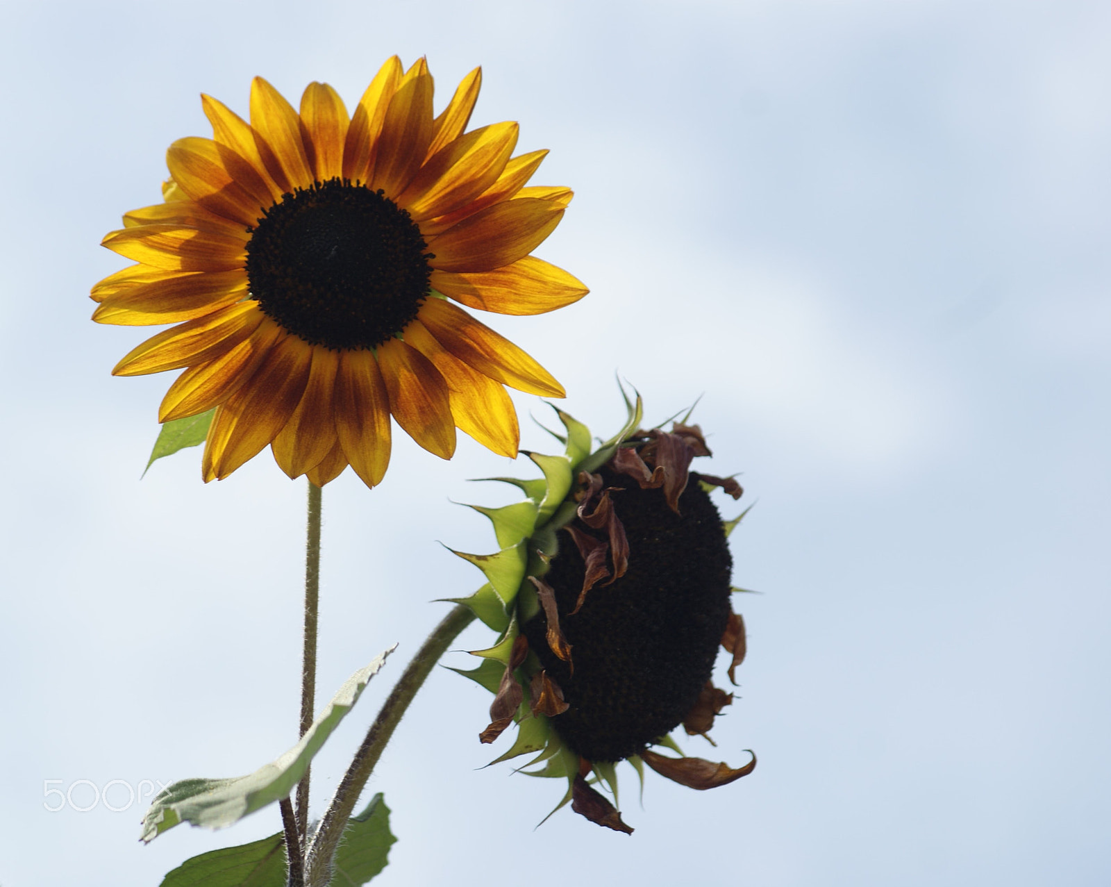Minolta AF 70-210mm F4.5-5.6 [II] sample photo. Girasoles photography