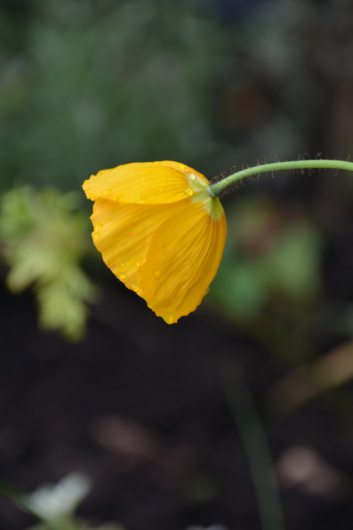 Sigma 18-250mm F3.5-6.3 DC Macro OS HSM sample photo. Flower photography