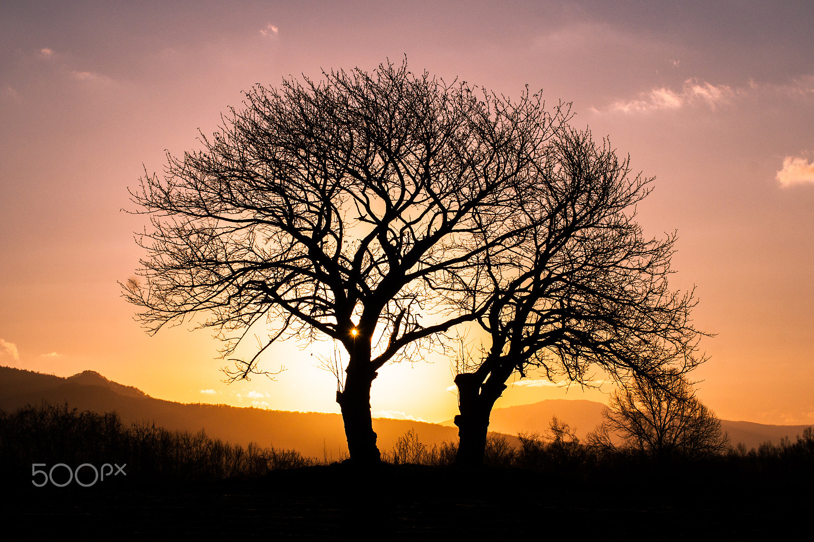 Sony 70-300mm F4.5-5.6 G SSM sample photo. 00-29:tree photography