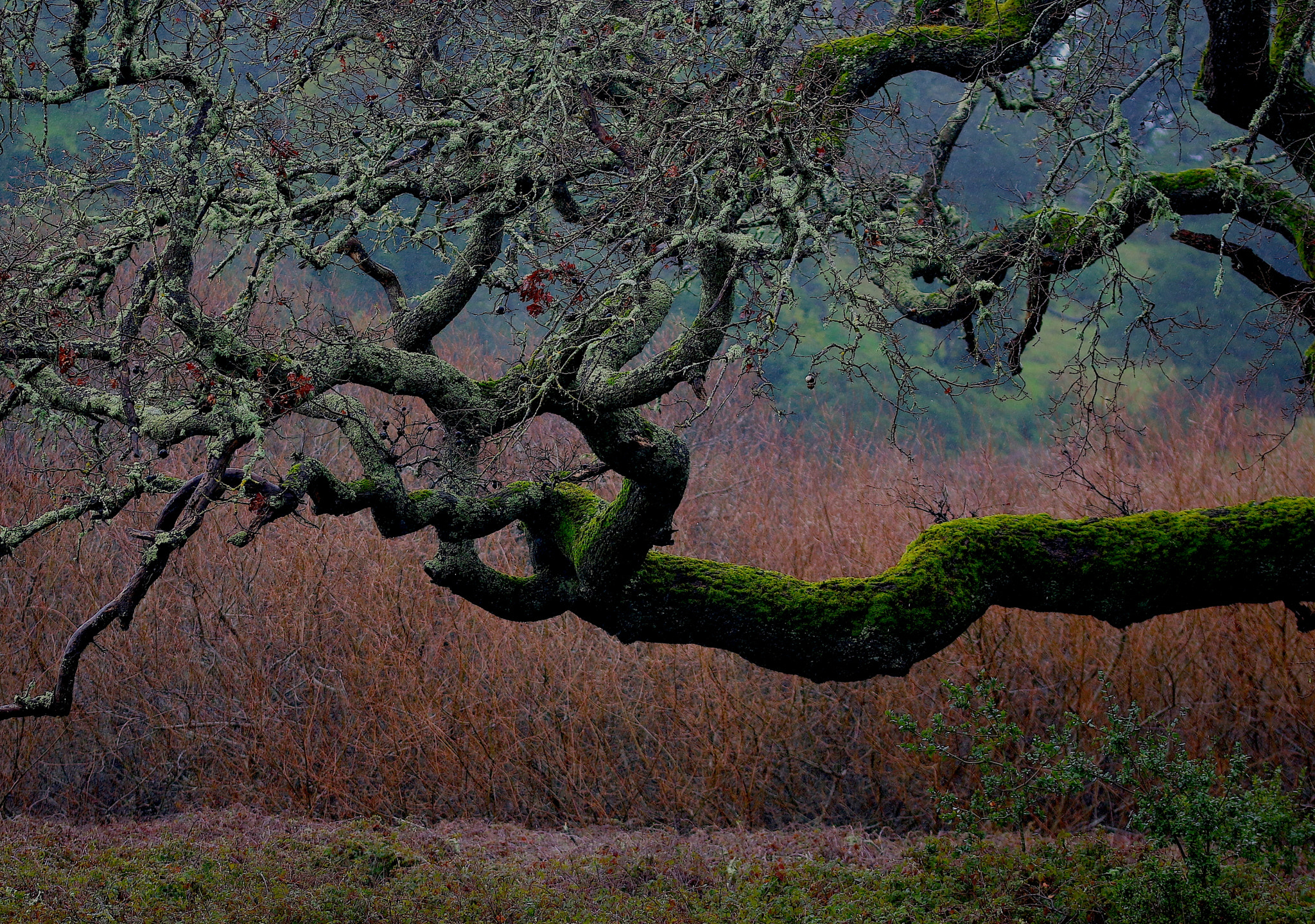 Sigma 105mm F2.8 EX DG OS HSM sample photo. My favorite tree in winter & rain photography