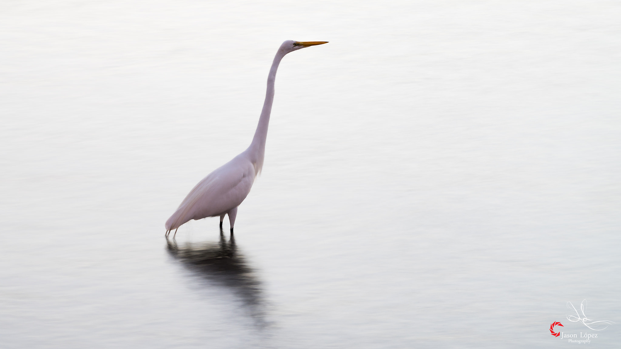 Sony E PZ 18-105mm F4 G OSS sample photo. Bird posing  photography