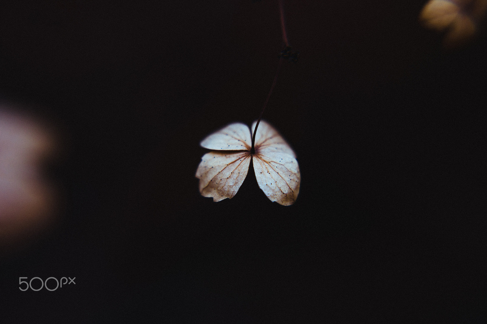 Sony a7 + Sony Vario Tessar T* FE 24-70mm F4 ZA OSS sample photo. Sadness photography