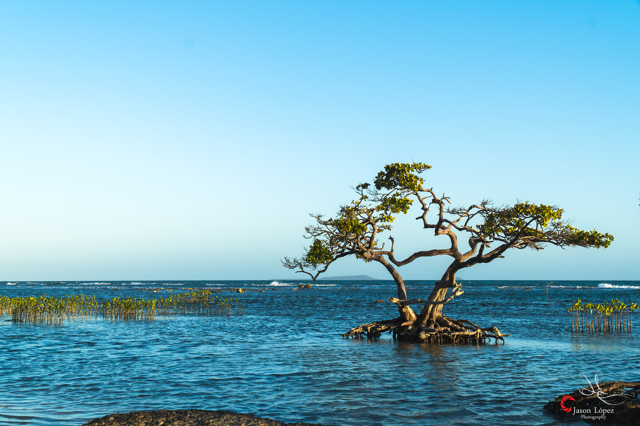 Sony E PZ 18-105mm F4 G OSS sample photo. Beautiful tree photography