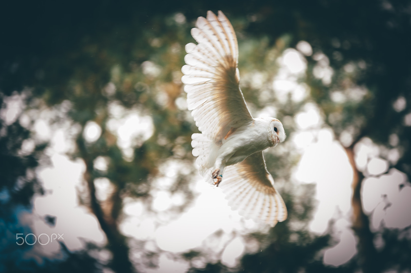 Sigma 70-200mm F2.8 EX DG OS HSM sample photo. Owl photography