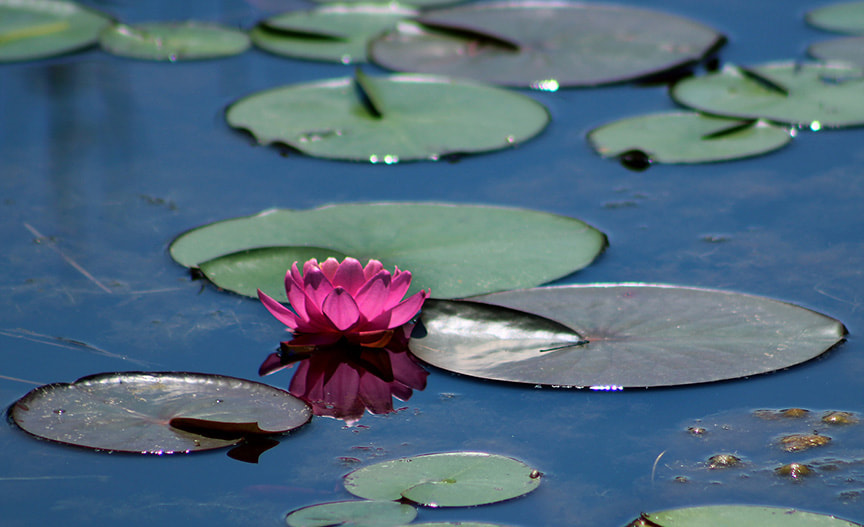 Canon EOS 100D (EOS Rebel SL1 / EOS Kiss X7) + EF75-300mm f/4-5.6 sample photo. Pink water lily photography