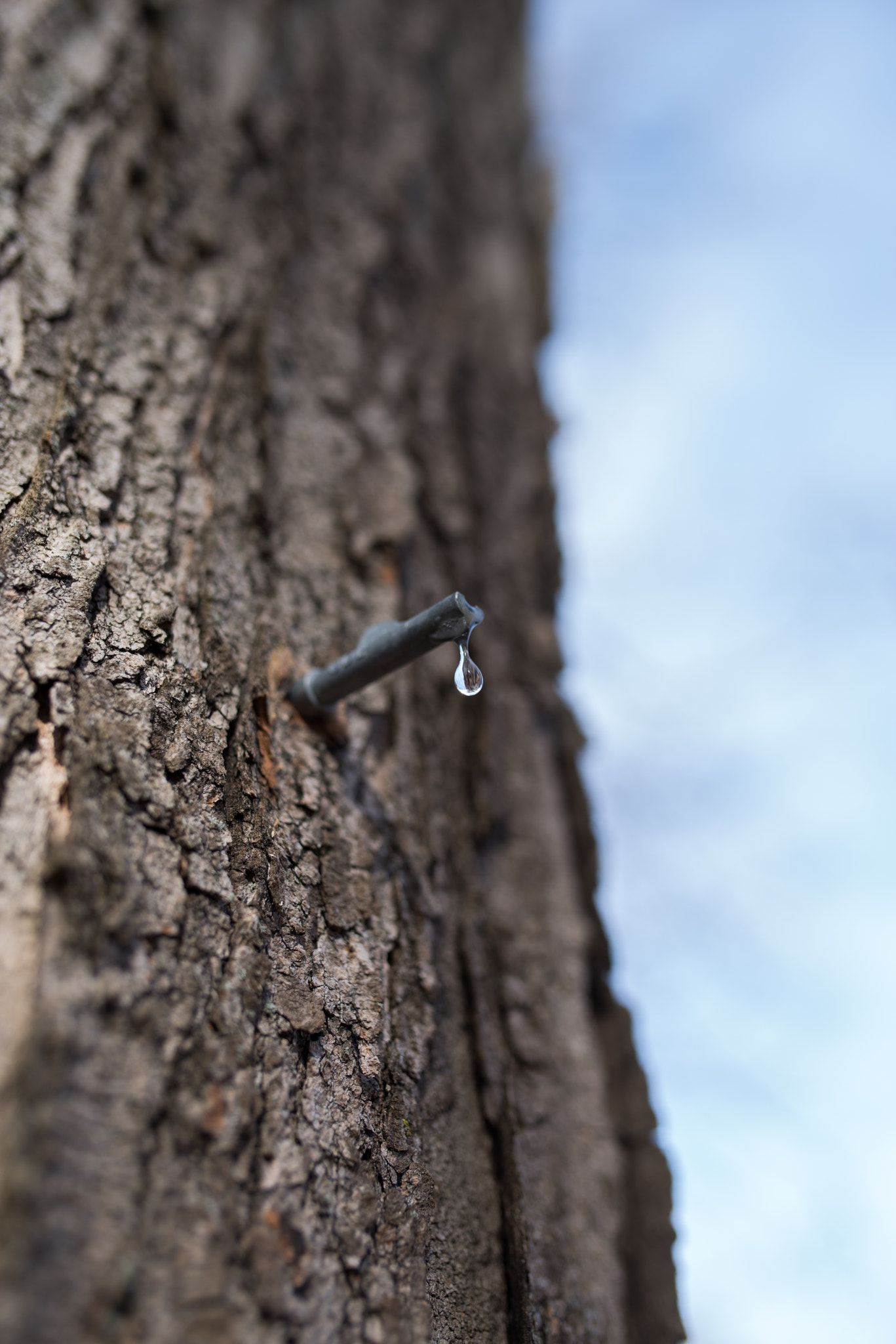 Pentax K-1 + Sigma 35mm F1.4 DG HSM Art sample photo. Sap drop photography