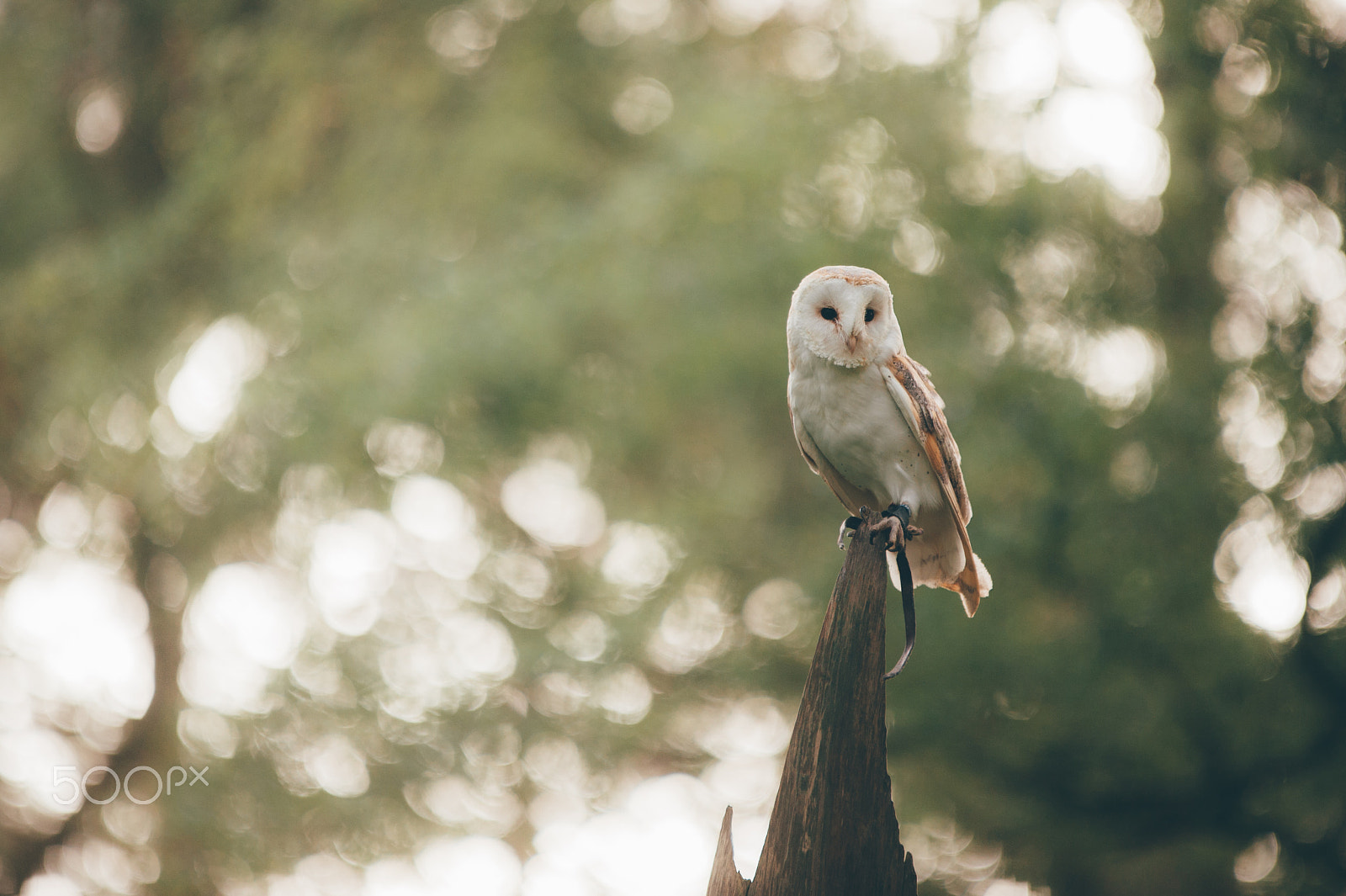 Nikon D3 sample photo. Owl in tree photography