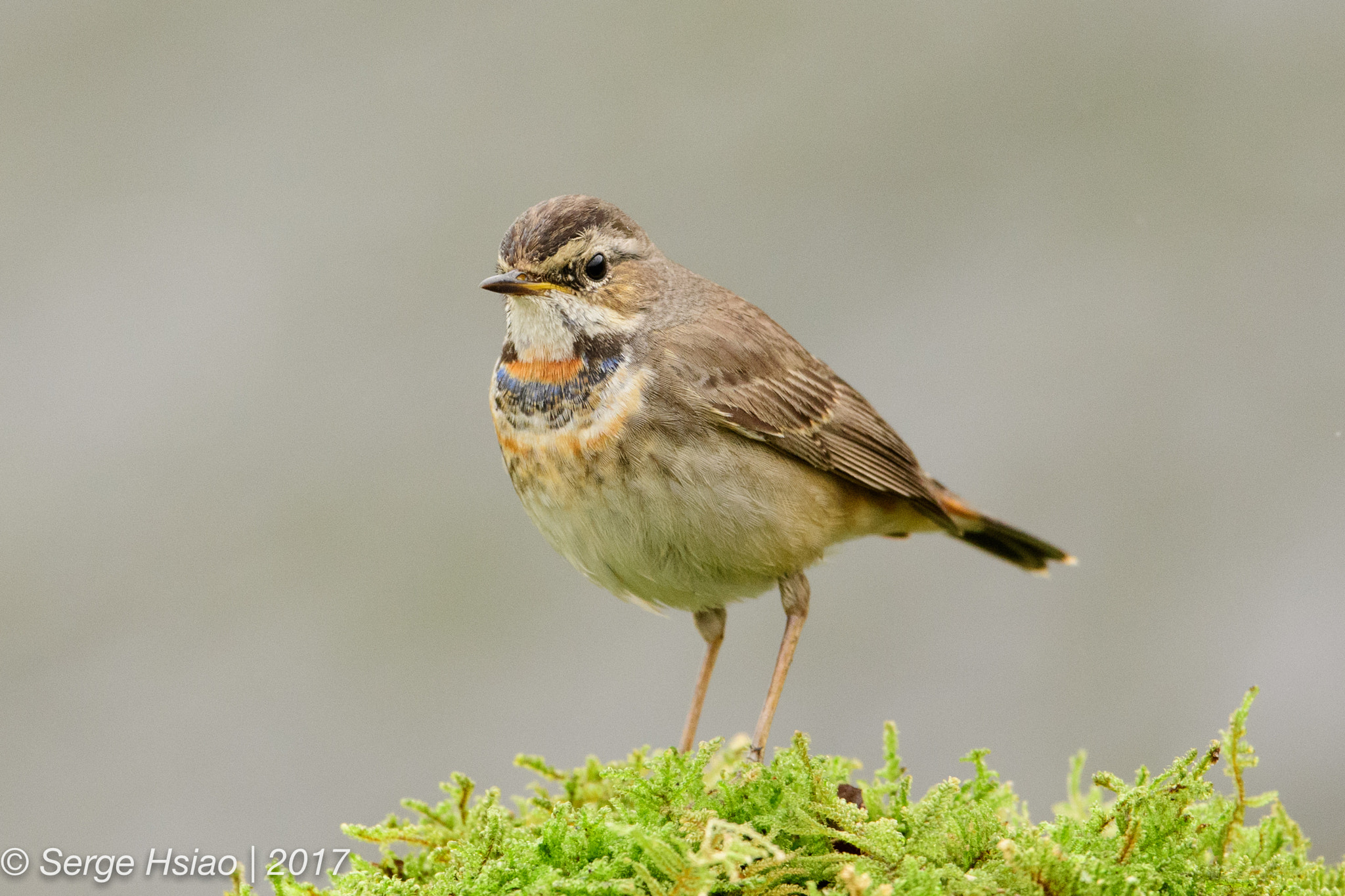 Nikon D5 sample photo. 藍喉歌鴝 / bluethroat photography