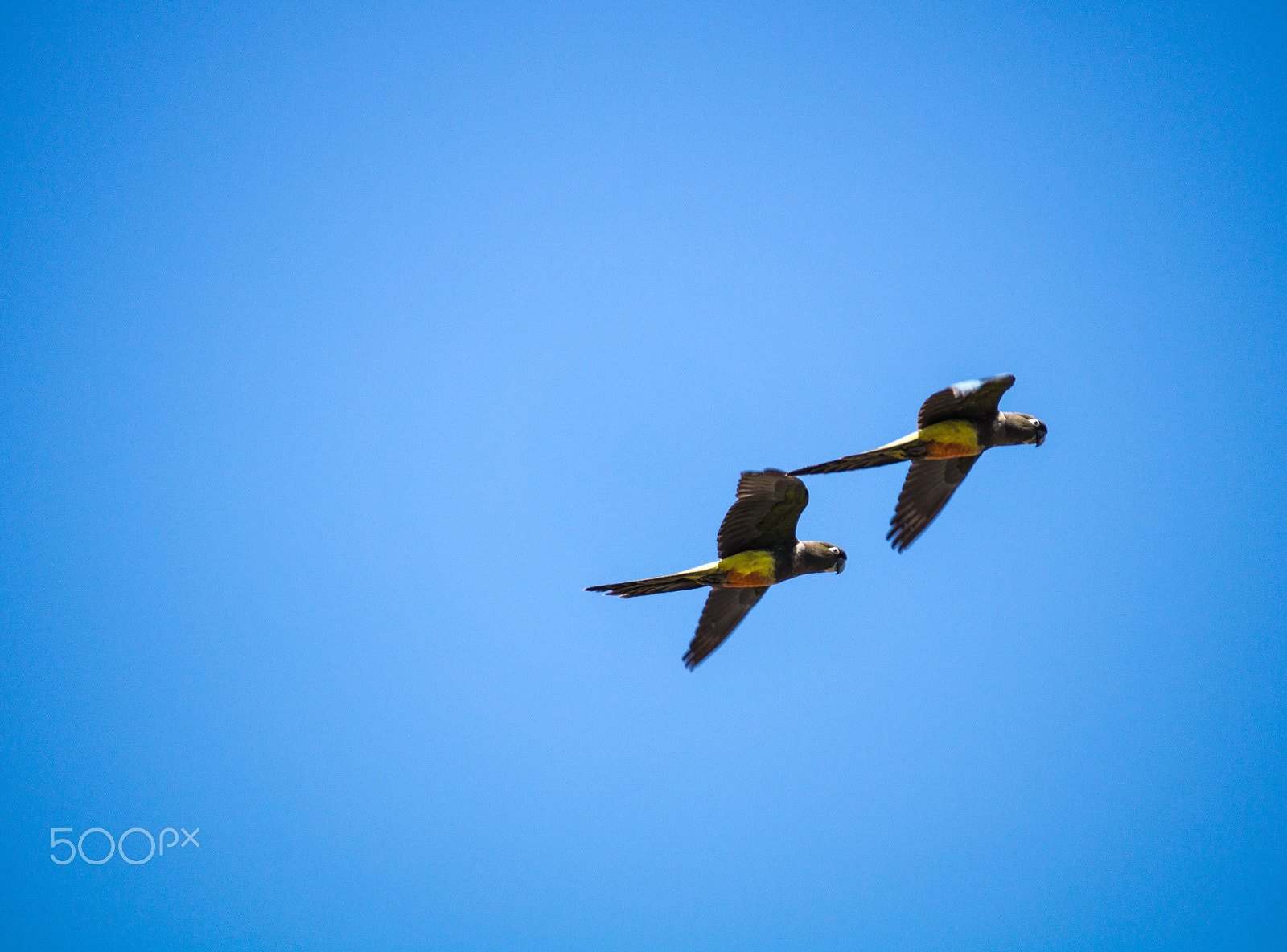 Sony DT 55-300mm F4.5-5.6 SAM sample photo. Loros tricahue photography