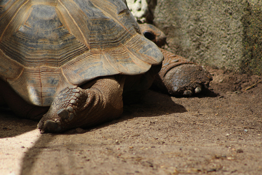 Canon EOS 100D (EOS Rebel SL1 / EOS Kiss X7) + EF75-300mm f/4-5.6 sample photo. Antisocial tortoise photography