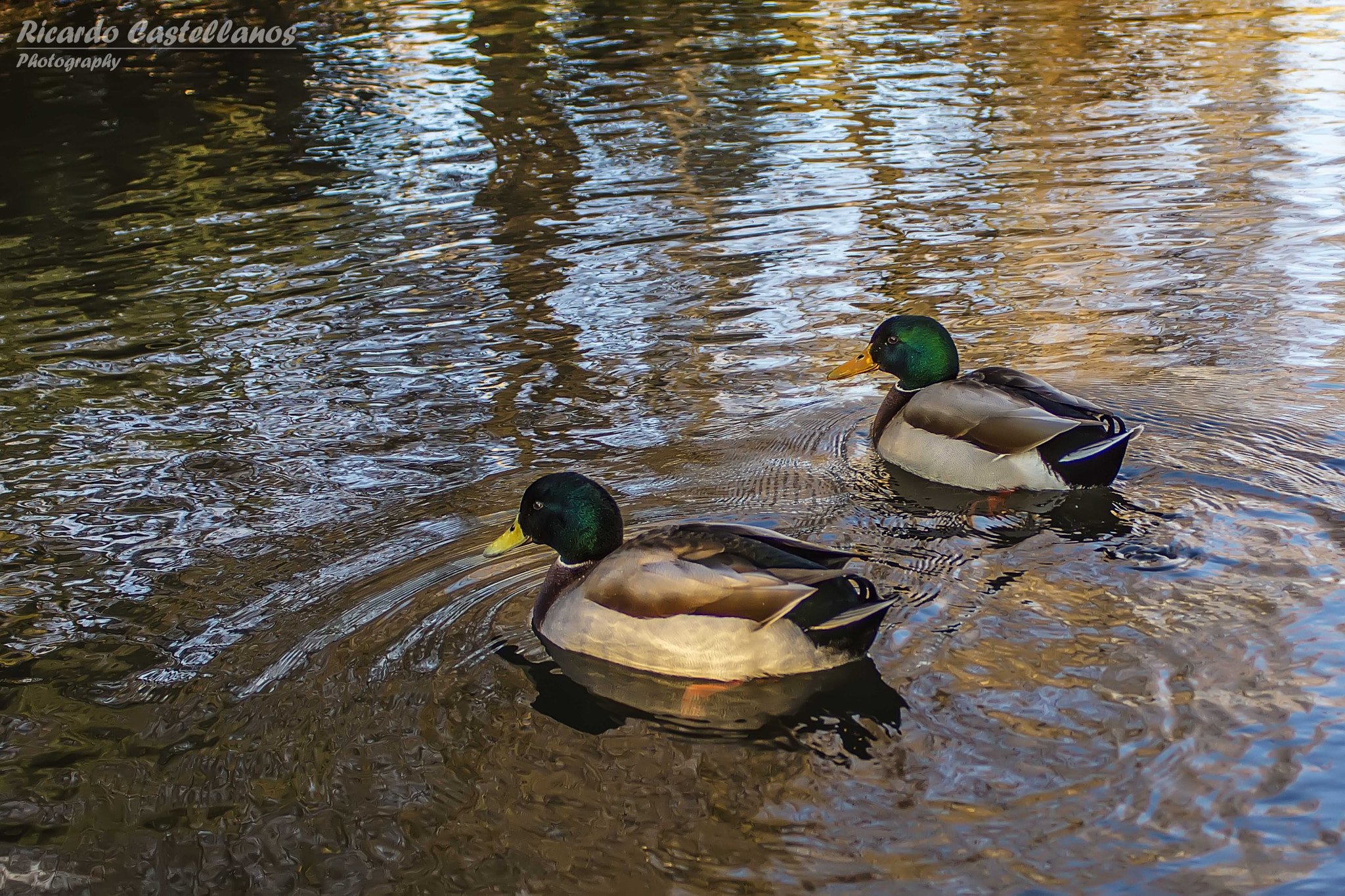 Minolta AF 24mm F2.8 sample photo. Patos en el estanque photography