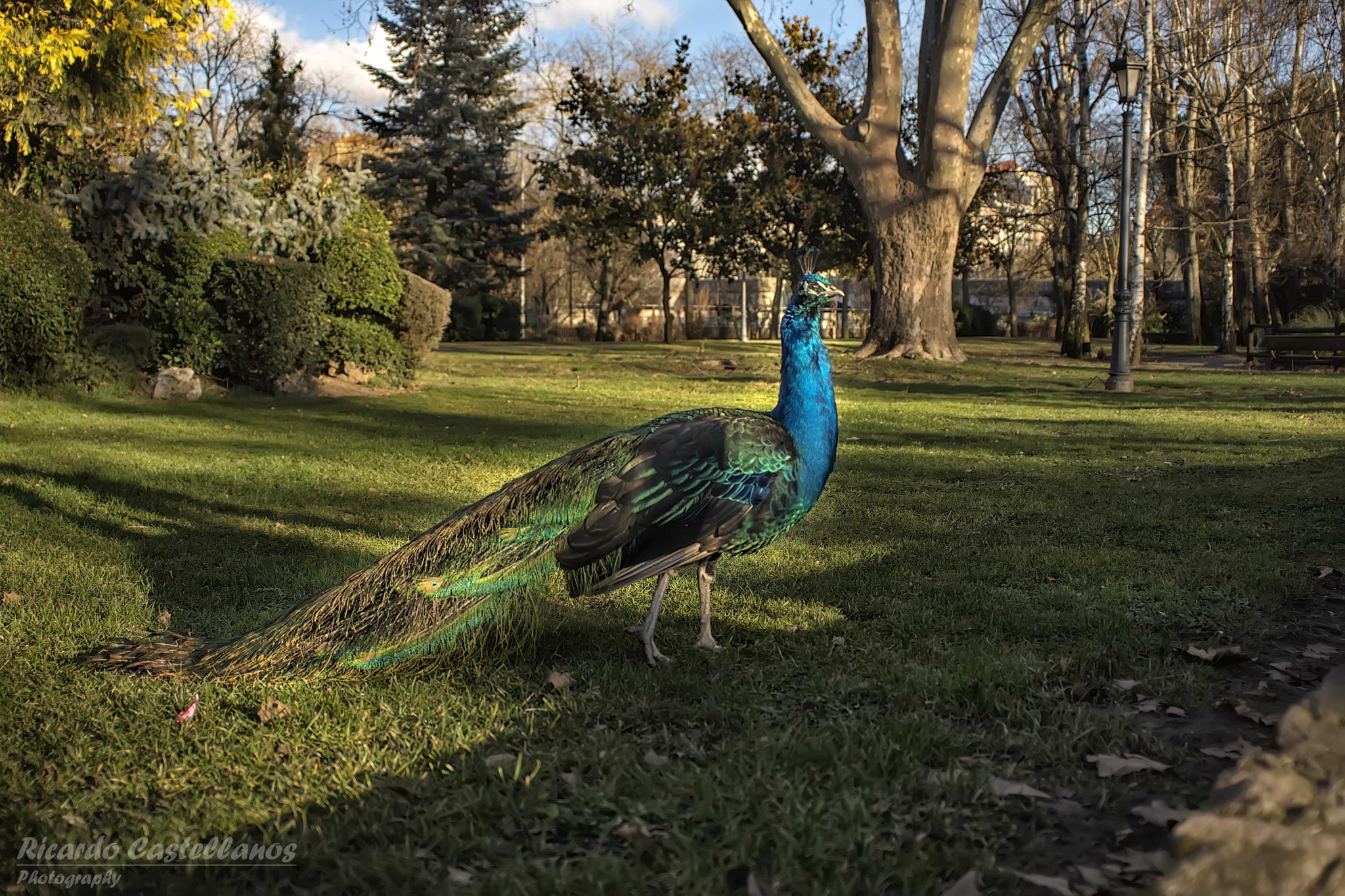 Minolta AF 24mm F2.8 sample photo. Pavo real photography