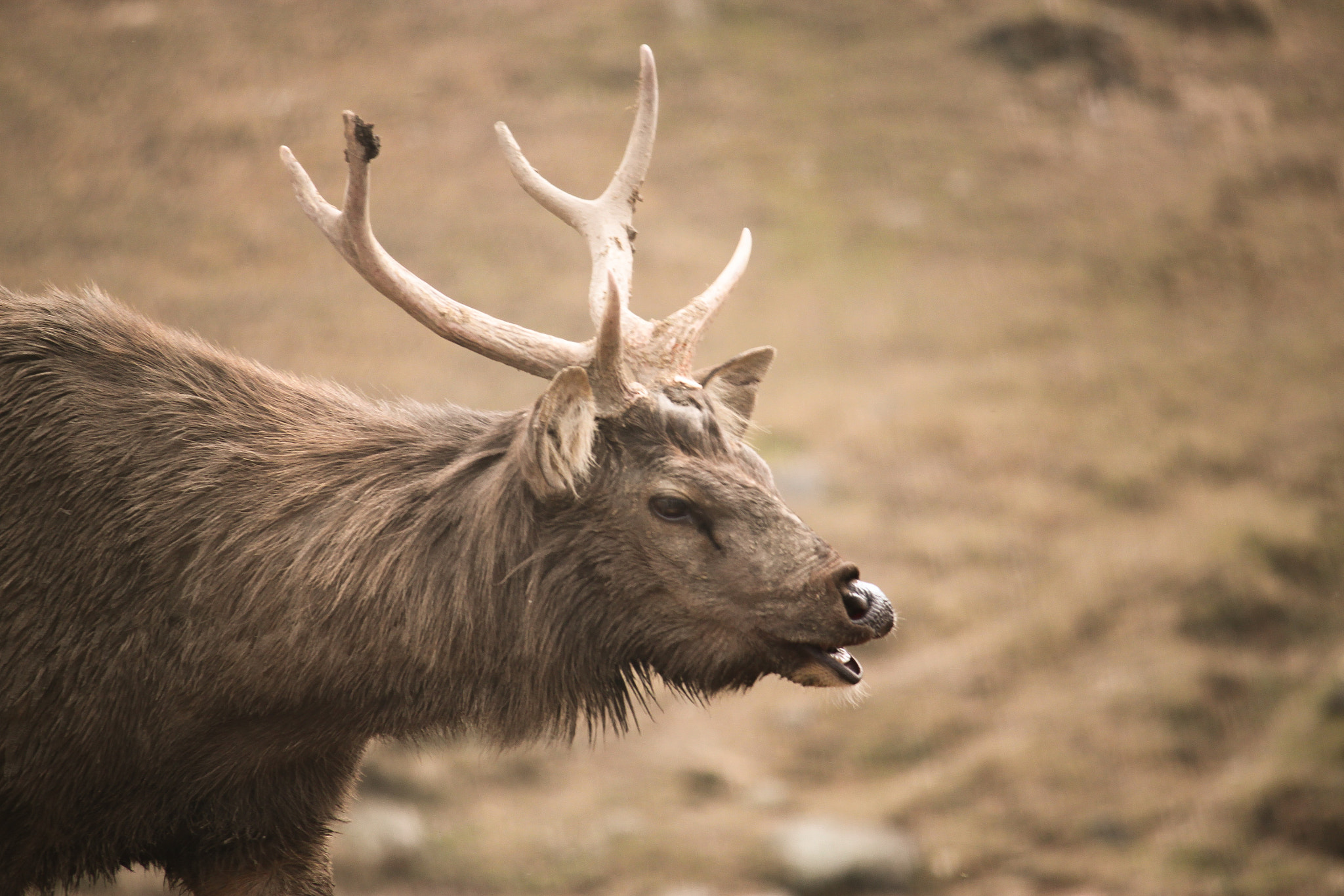Canon EF-S 55-250mm F4-5.6 IS II sample photo. Deer photography