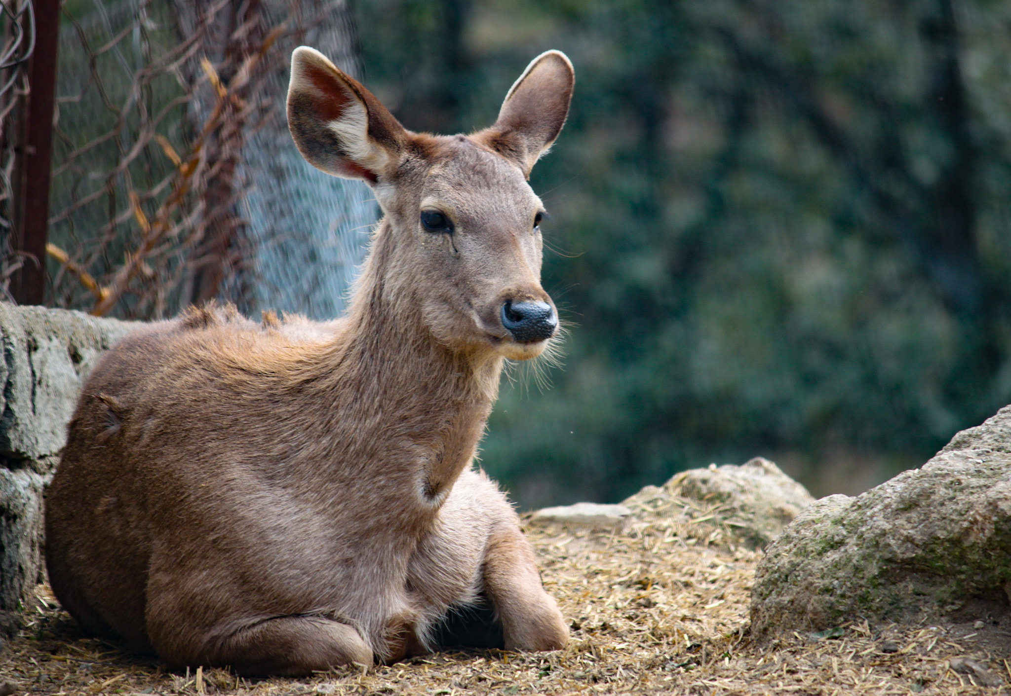 Canon EF-S 55-250mm F4-5.6 IS II sample photo. Deer photography