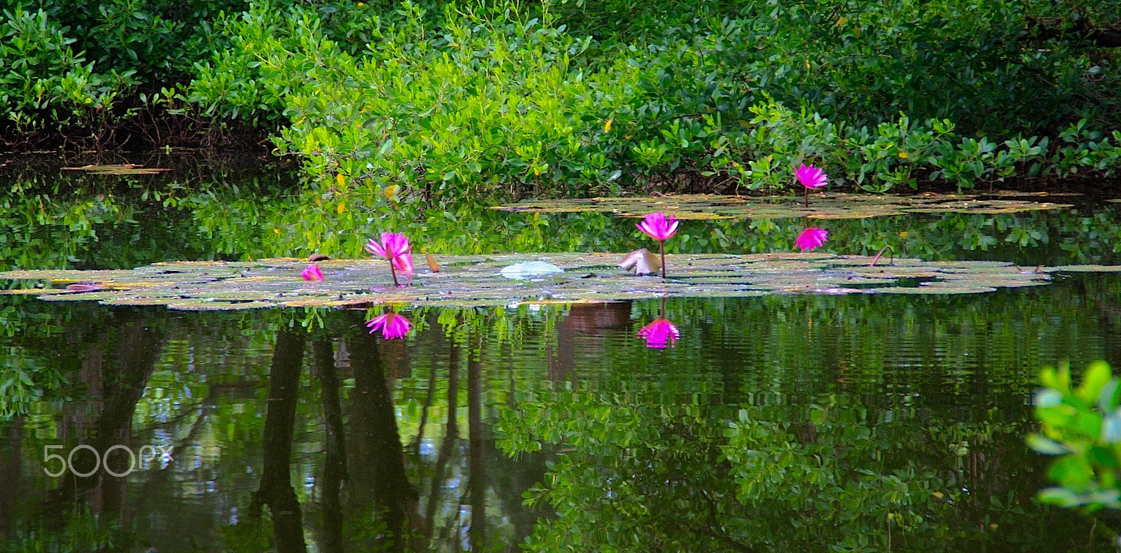 Canon EOS 40D sample photo. Lillies photography