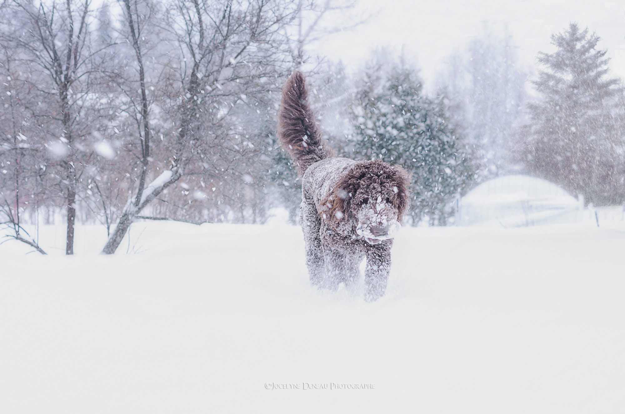 Pentax K-5 sample photo. A snowy day photography