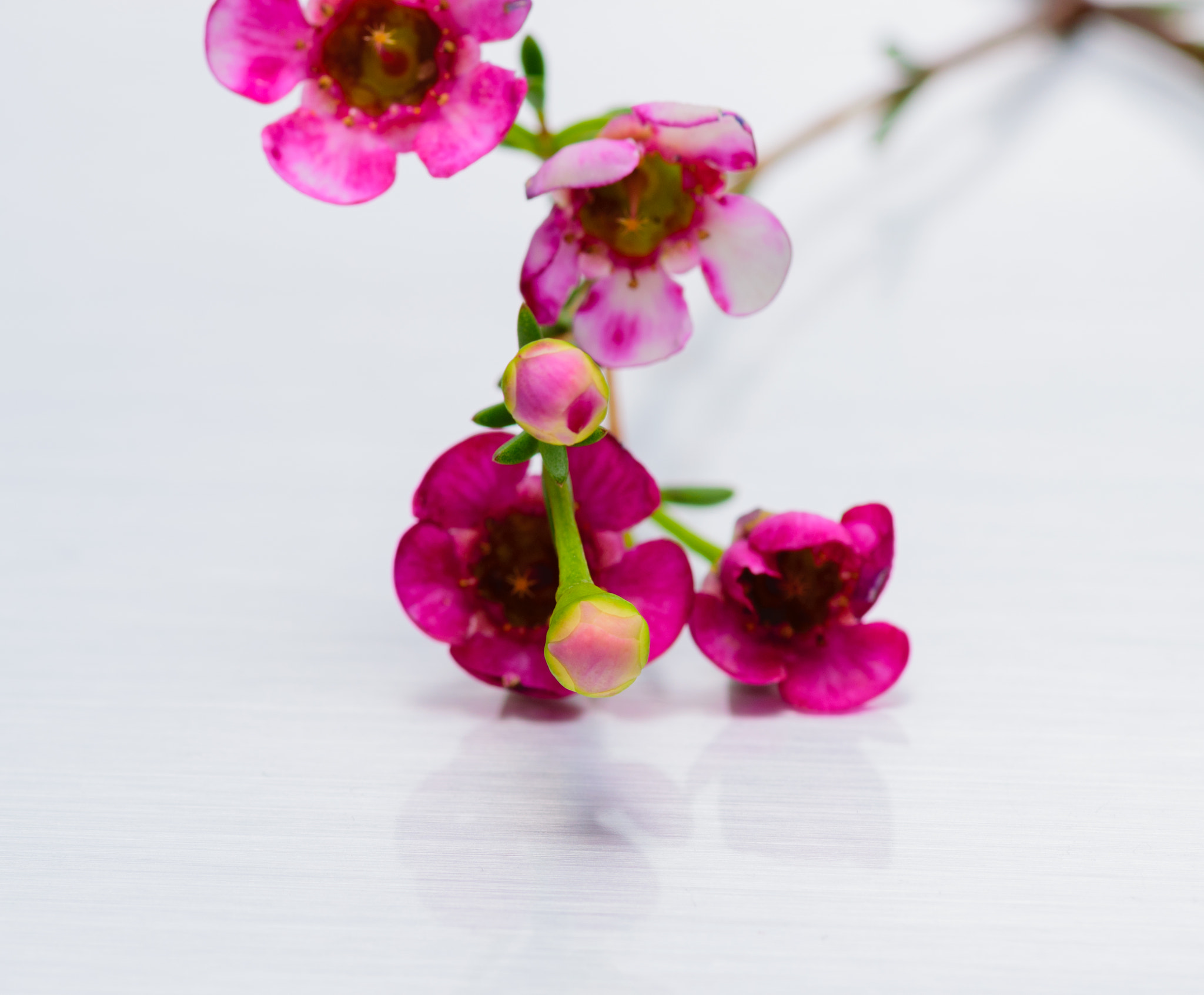 Nikon D3300 + Tokina AT-X Pro 100mm F2.8 Macro sample photo. Small colorful flowers photography