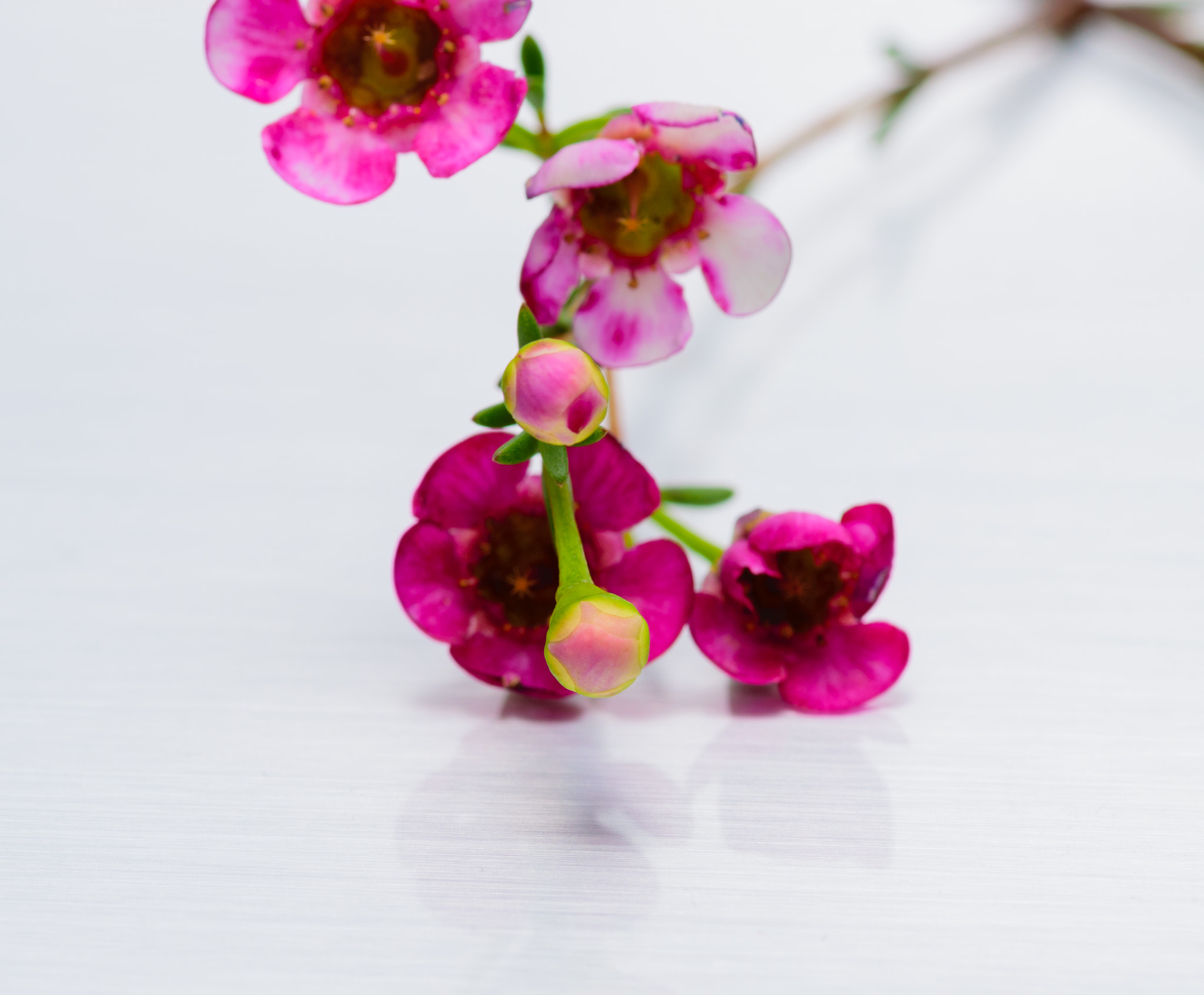Tokina AT-X Pro 100mm F2.8 Macro sample photo. Small colorful flowers photography