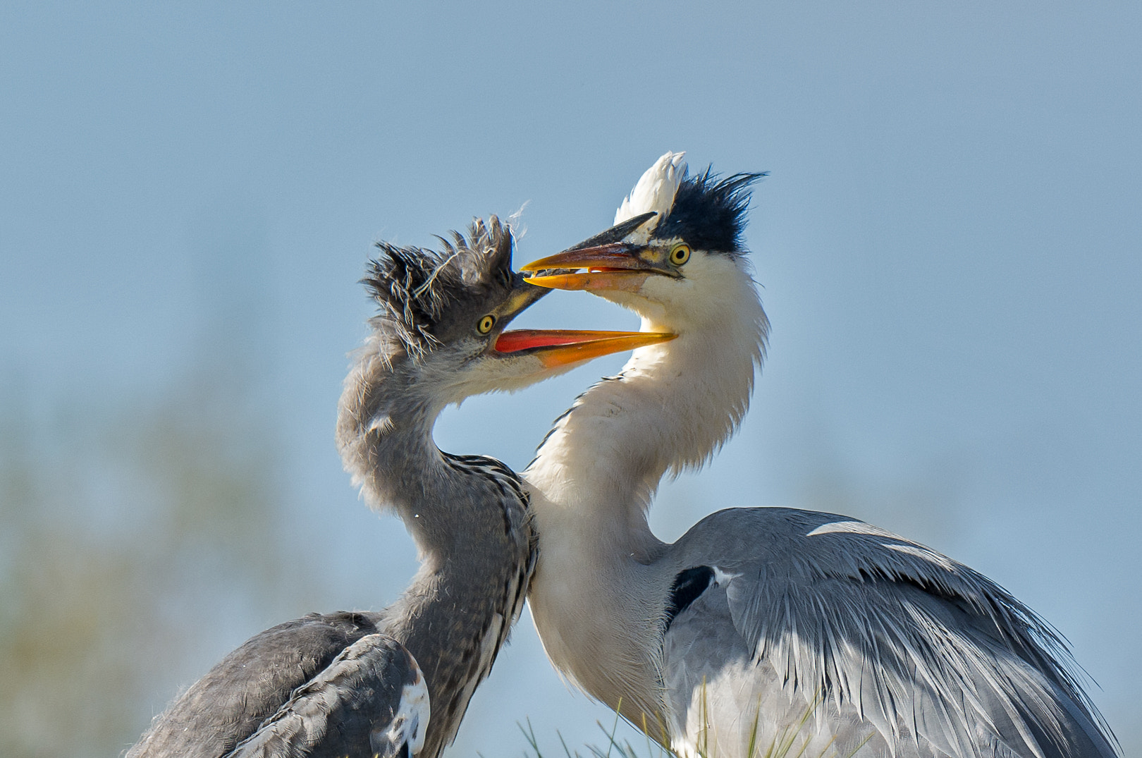 Nikon D7100 + Nikon AF-S Nikkor 500mm F4G ED VR sample photo. Father and son photography