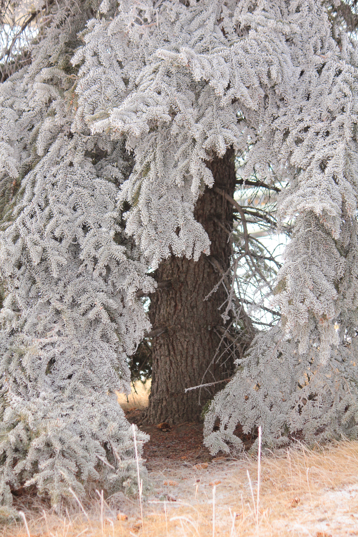 Canon EOS 550D (EOS Rebel T2i / EOS Kiss X4) sample photo. Spruce photography