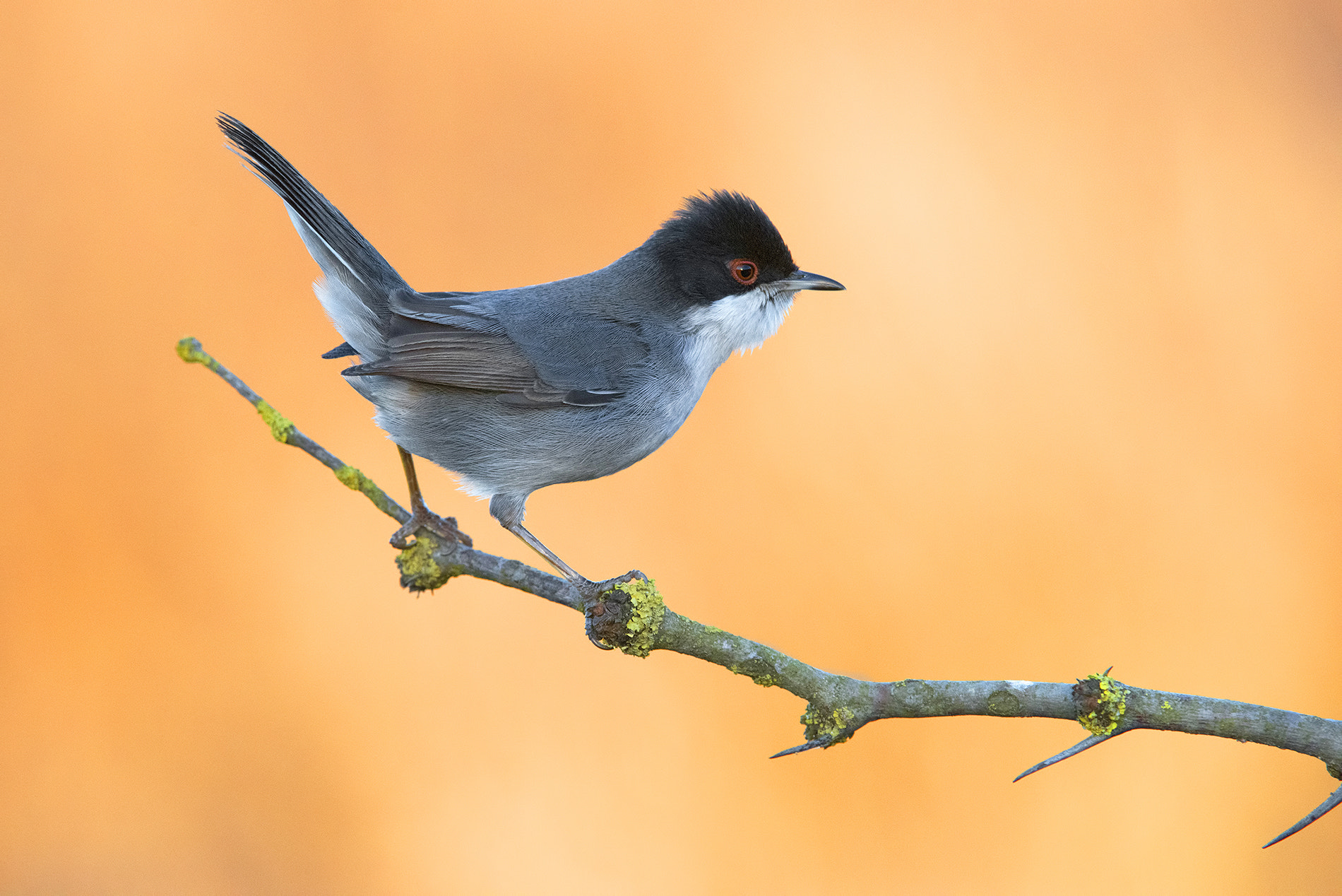 Nikon D810 sample photo. Sardinian warbler- occhiocotto photography
