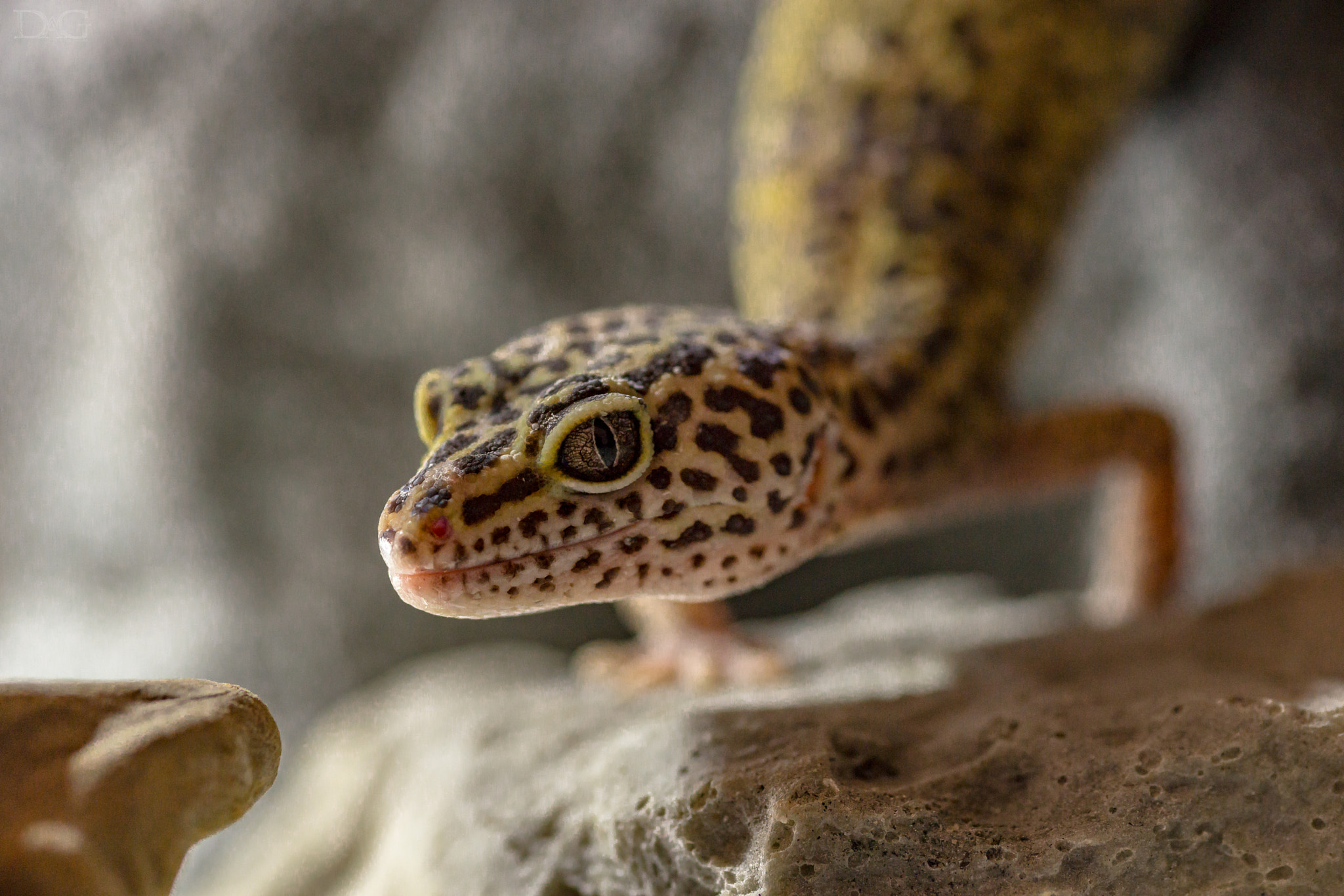 Sony a99 II + 105mm F2.8 sample photo. Eublepharis macularius - 01 photography