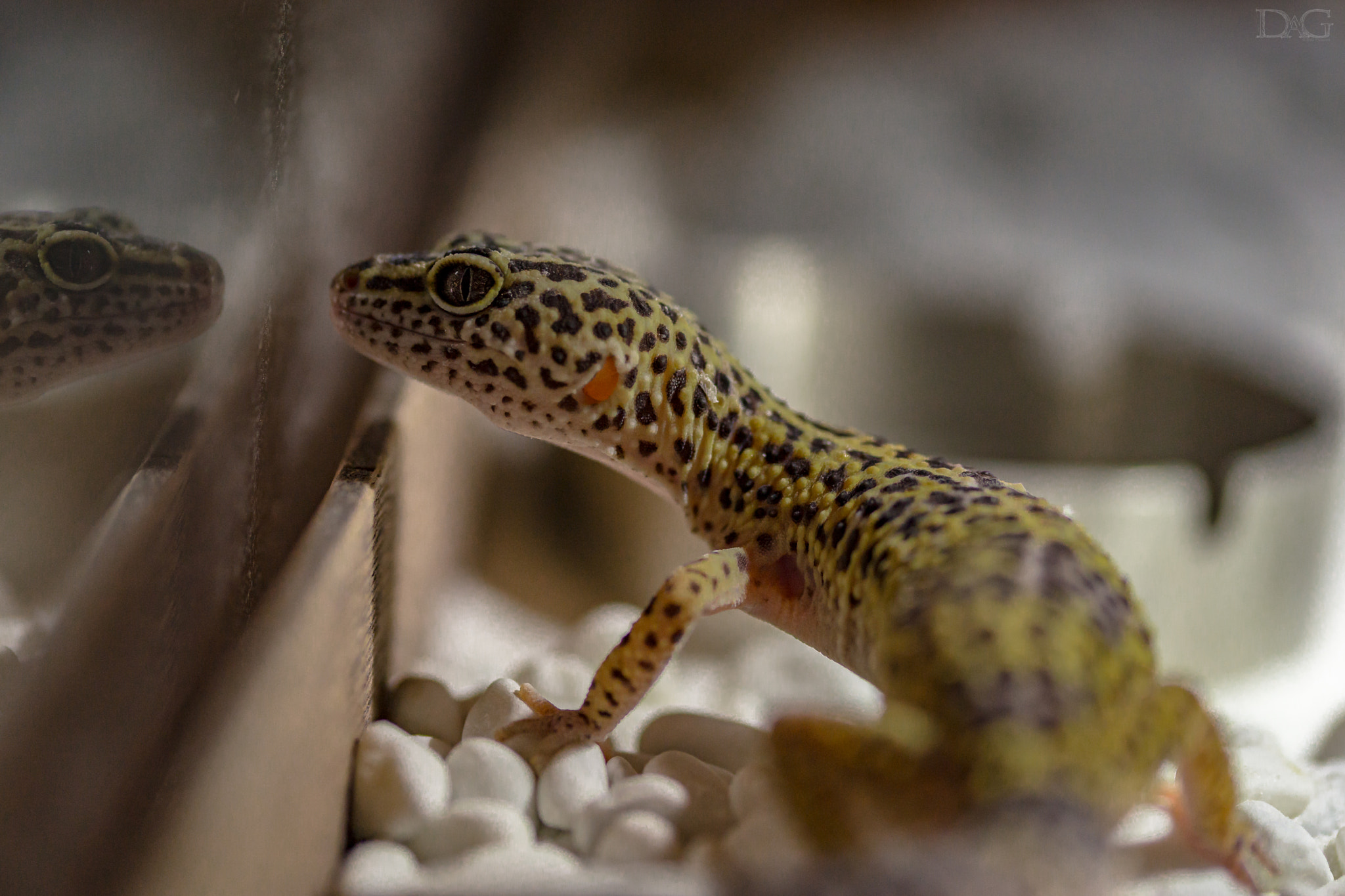 Sony a99 II + 105mm F2.8 sample photo. Eublepharis macularius - 02 photography