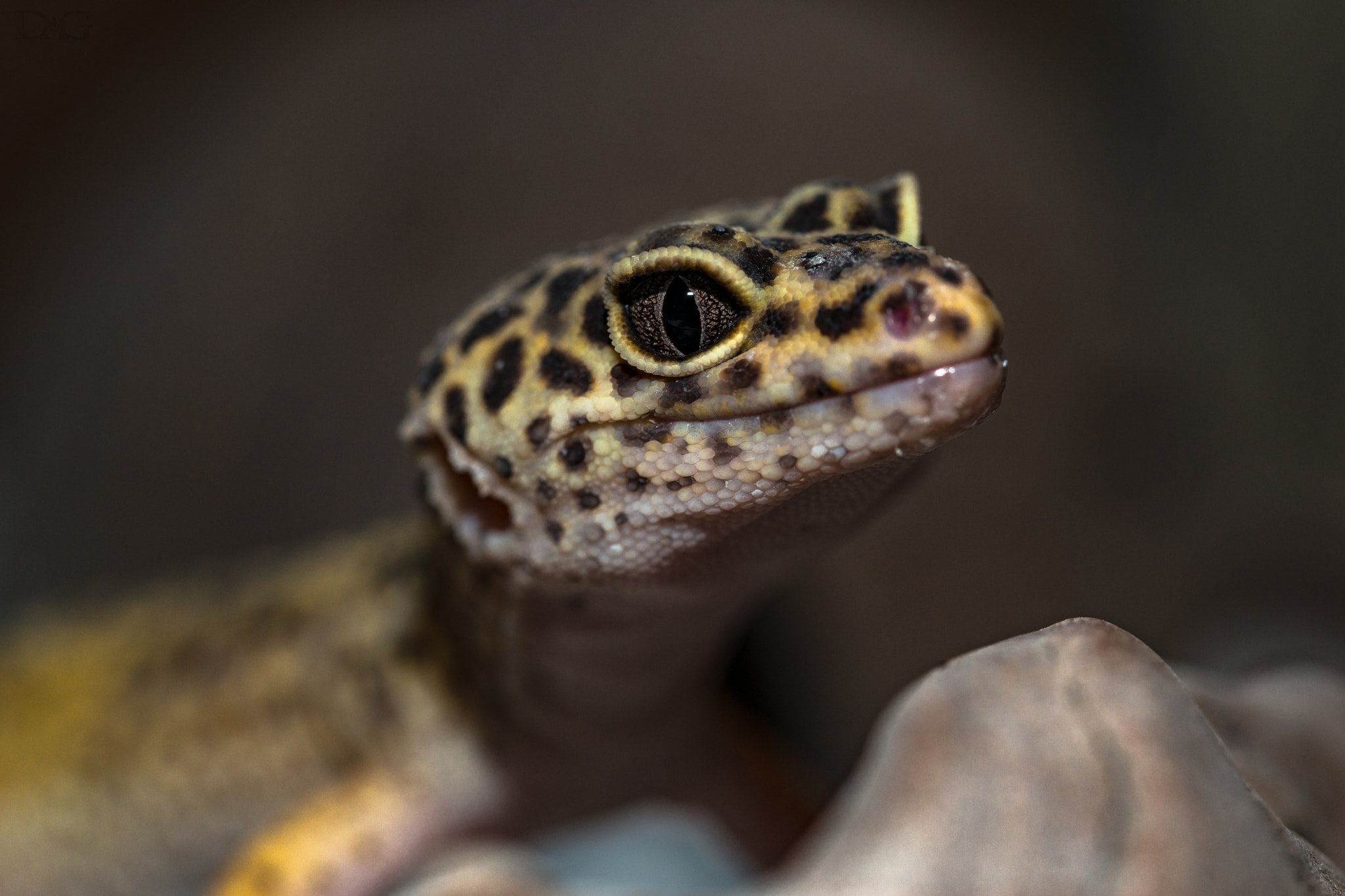 Sony a99 II + 105mm F2.8 sample photo. Eublepharis macularius - 03 photography
