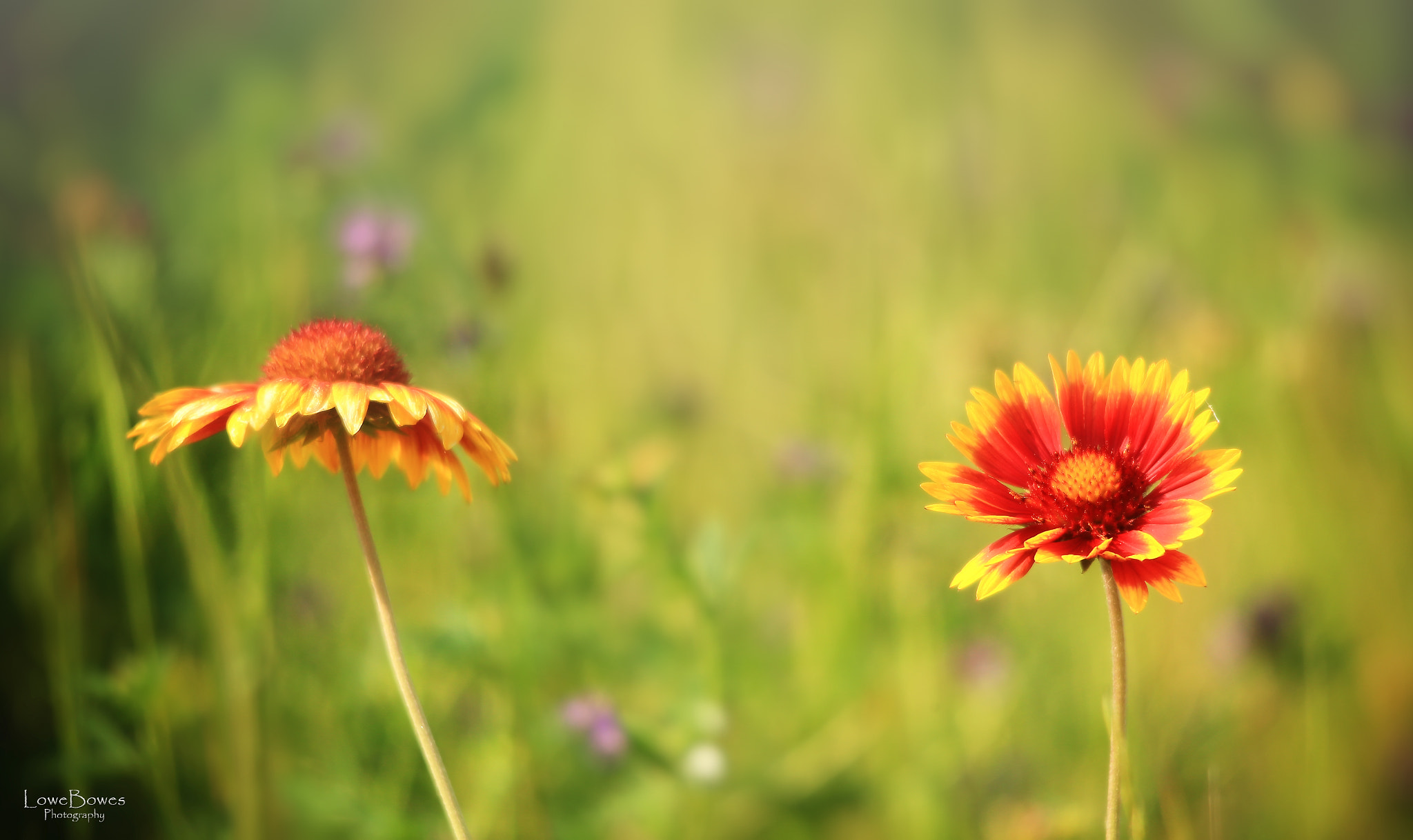 Canon EOS-1D X sample photo. Wildflowers photography