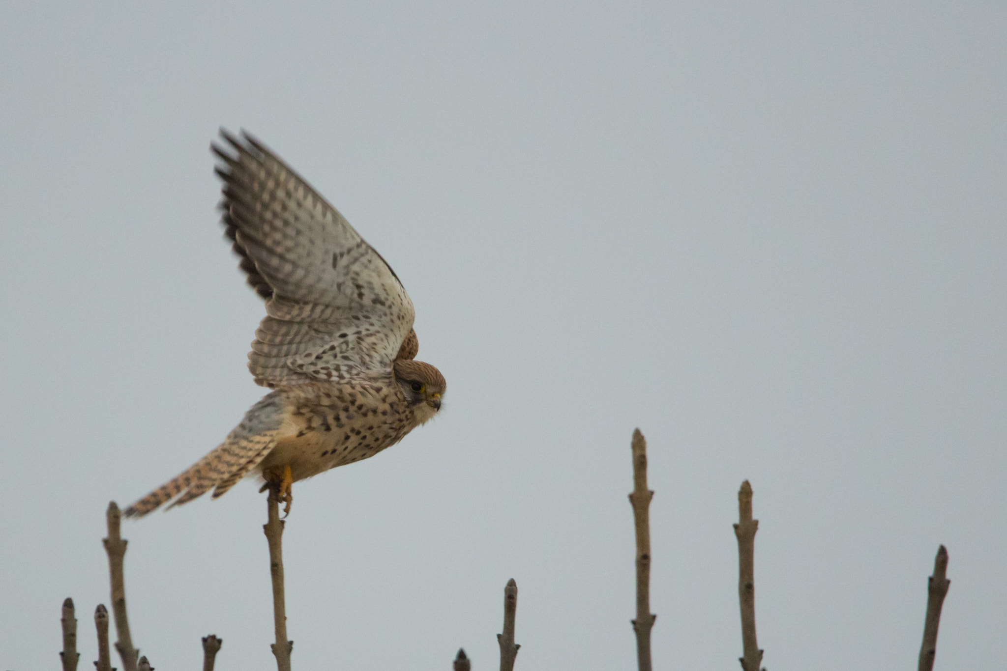 150-600mm F5-6.3 DG OS HSM | Contemporary 015 sample photo. Mousefriend photography