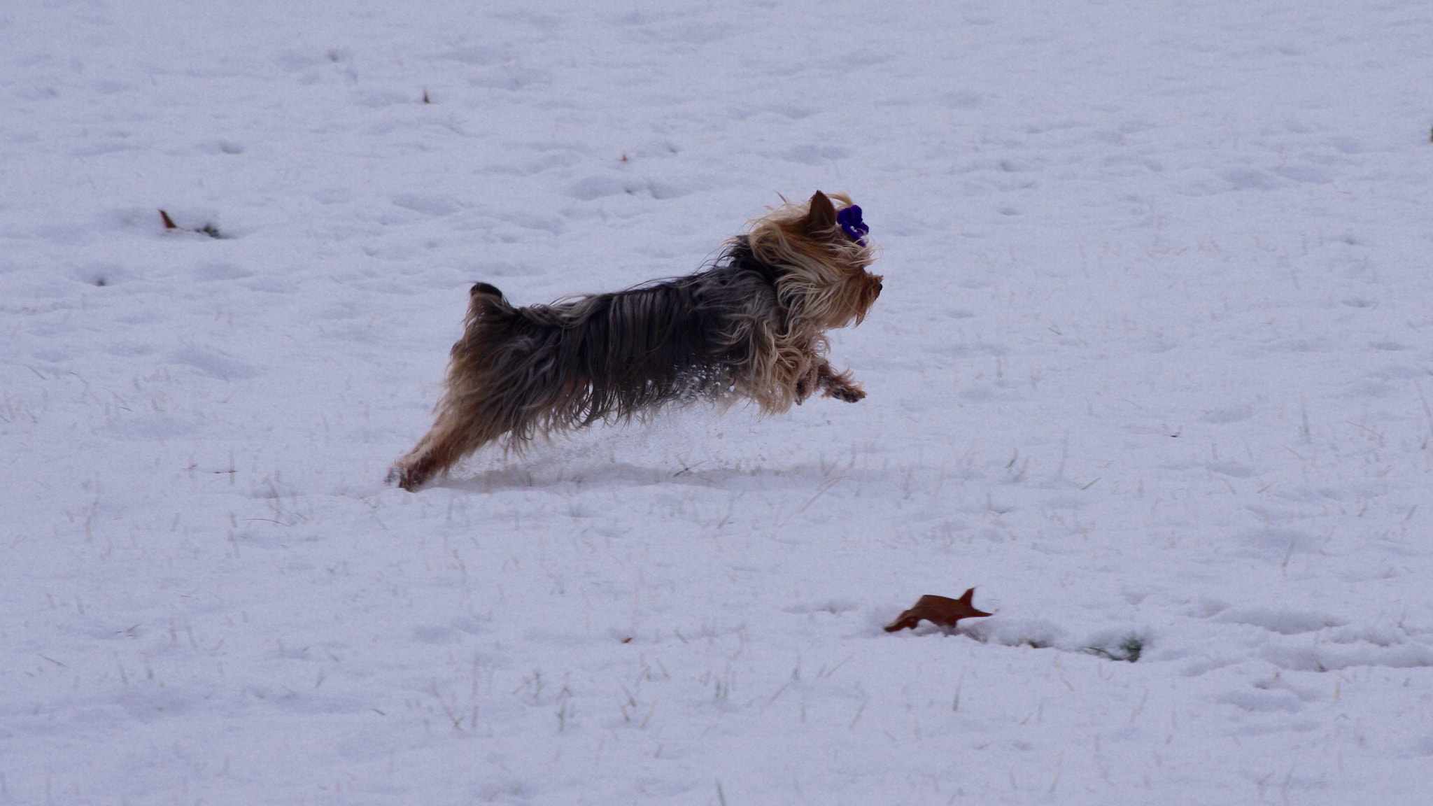 Pentax K-x + Pentax smc DA 55-300mm F4.0-5.8 ED sample photo. Snugs spots her prey  photography