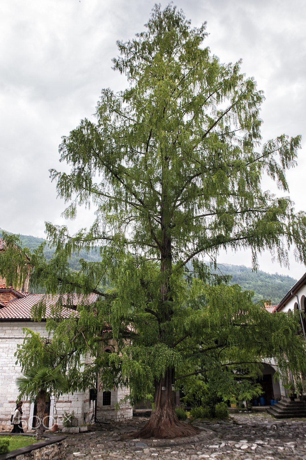 Nikon D700 sample photo. Centenary tree of the monastery of bachkovo. photography