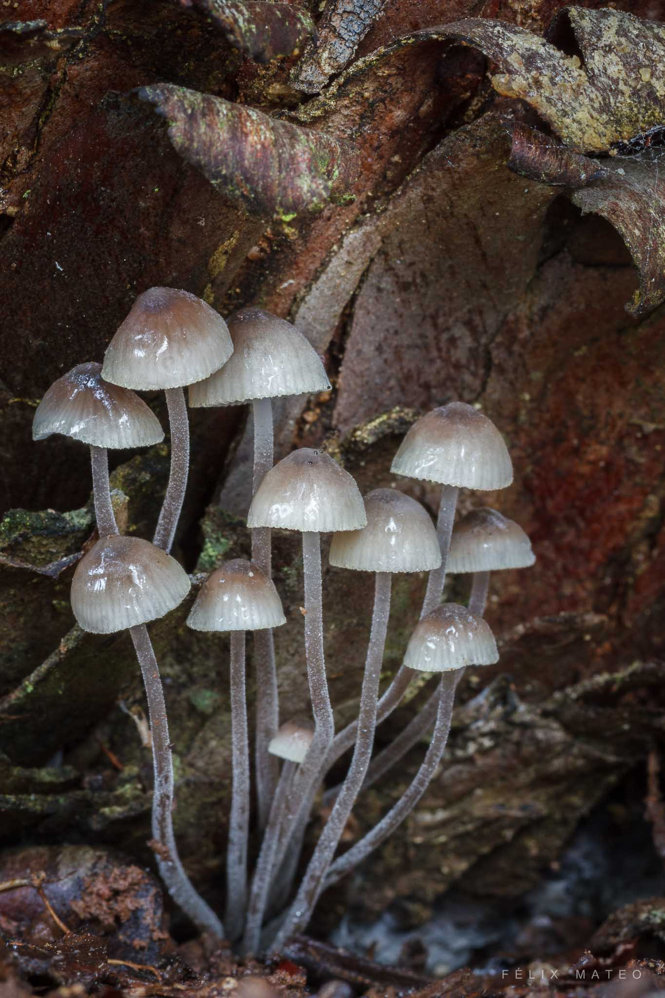 Canon EOS 7D + Tamron SP AF 90mm F2.8 Di Macro sample photo. Mycena amicta photography