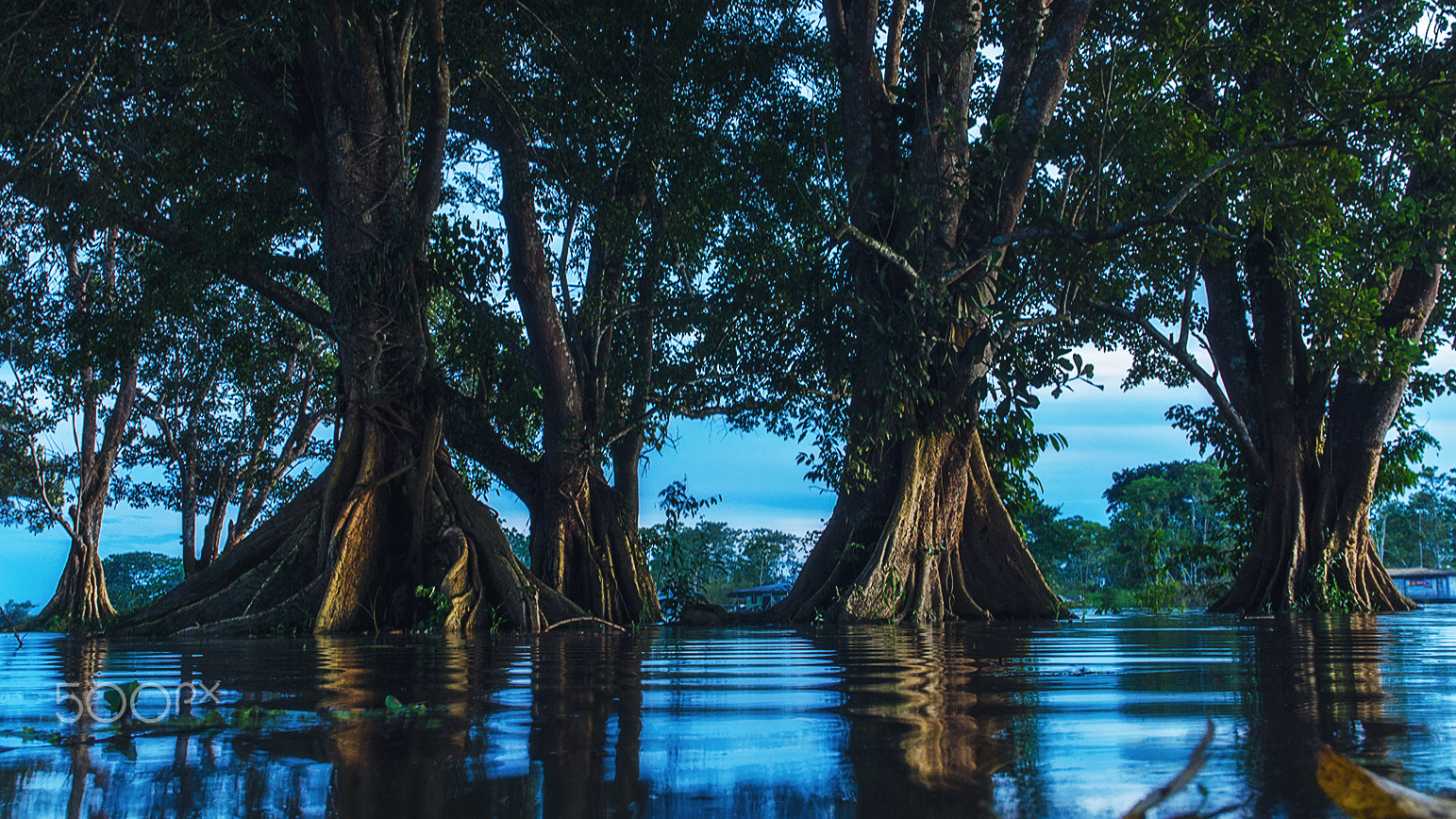 Nikon D7000 sample photo. Flooded jungle photography