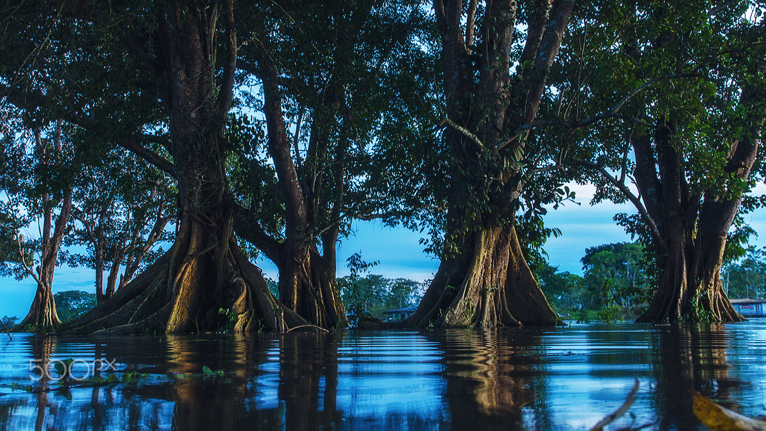 Sigma 17-70mm F2.8-4 DC Macro OS HSM | C sample photo. Flooded jungle photography