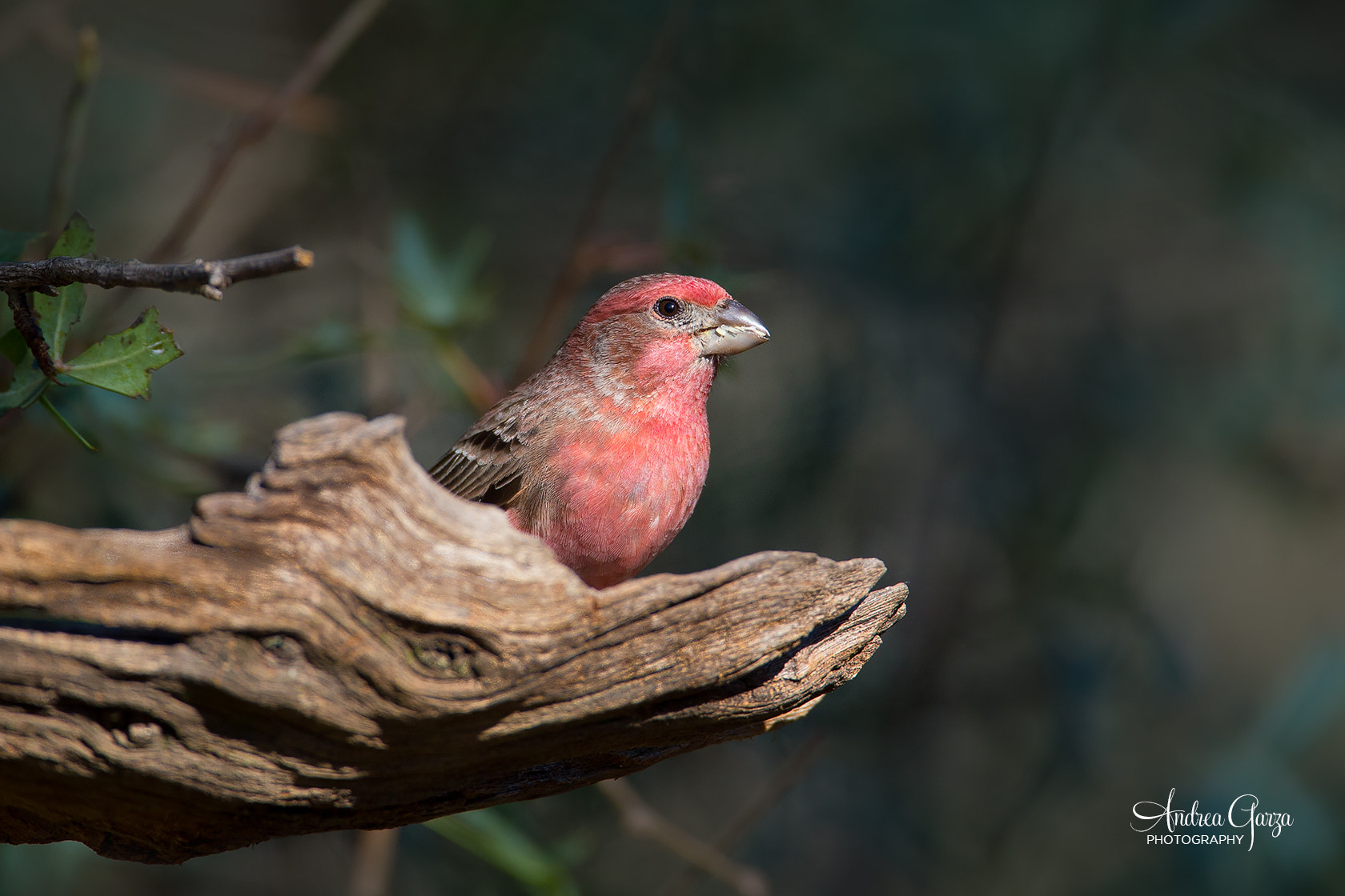 Canon EF 500mm F4L IS USM sample photo. Male house finch - south llano river state park - texas photography