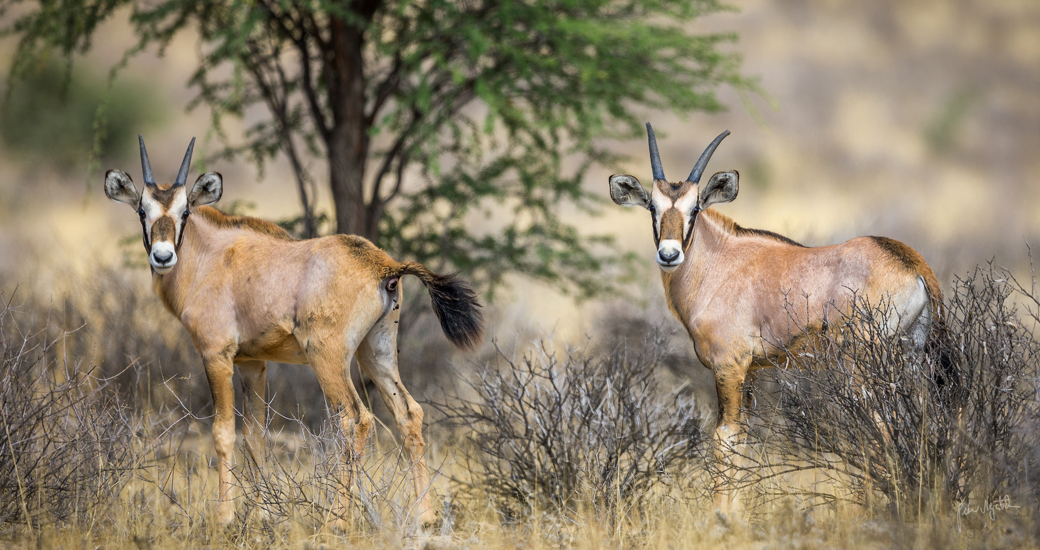 Canon EOS 5D Mark IV + Canon EF 300mm F2.8L IS II USM sample photo. Oryx kids photography