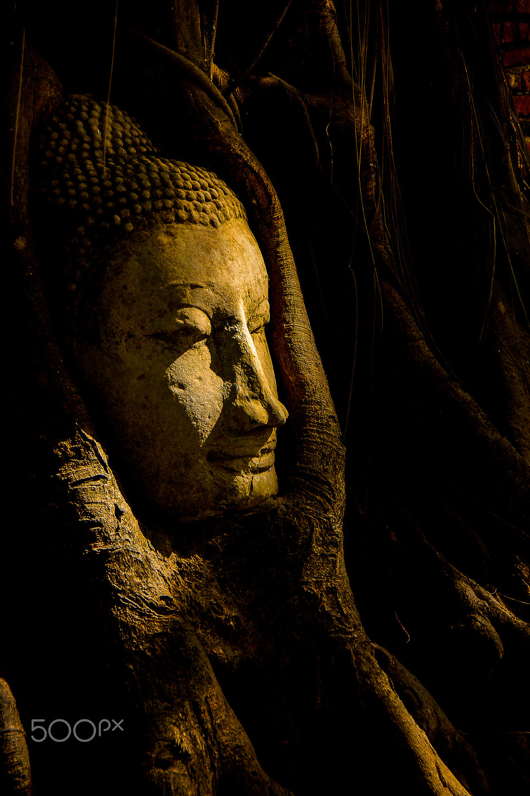 Sony Alpha DSLR-A550 sample photo. Buddha image head surrounded by tree. photography