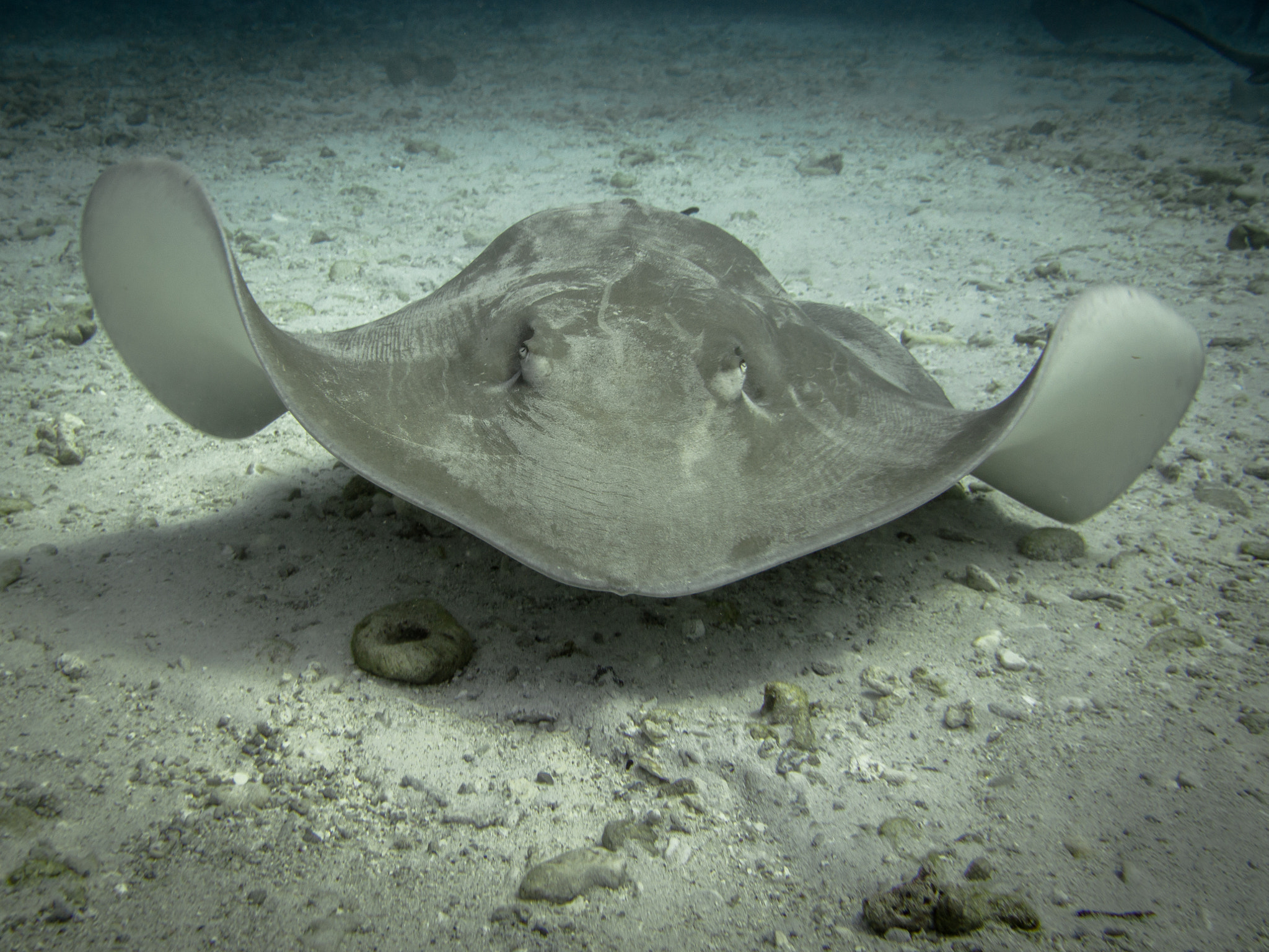 Olympus PEN E-PL5 + OLYMPUS M.9-18mm F4.0-5.6 sample photo. Sting ray all the way photography