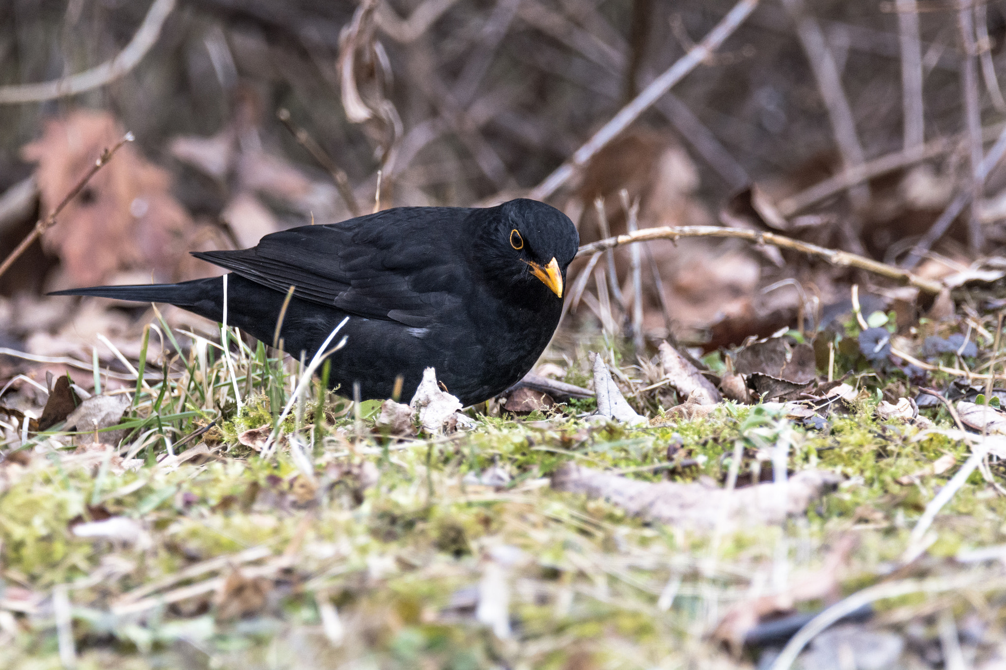 Sigma 150-600mm F5-6.3 DG OS HSM | C sample photo. Blackbird ii. photography