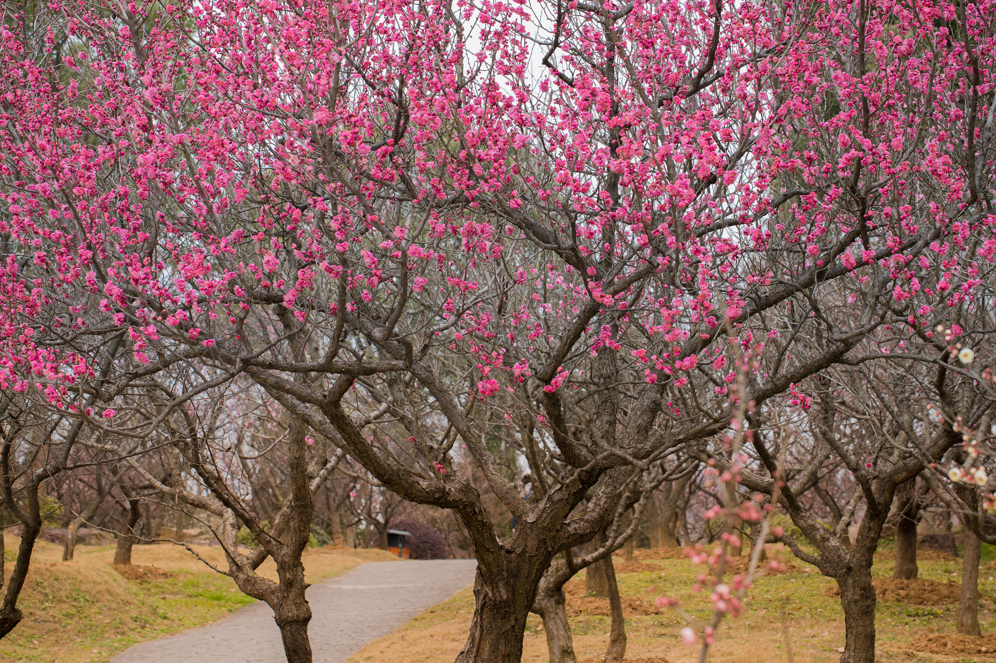 Canon EF 100mm F2.8L Macro IS USM sample photo. Plum blossom photography