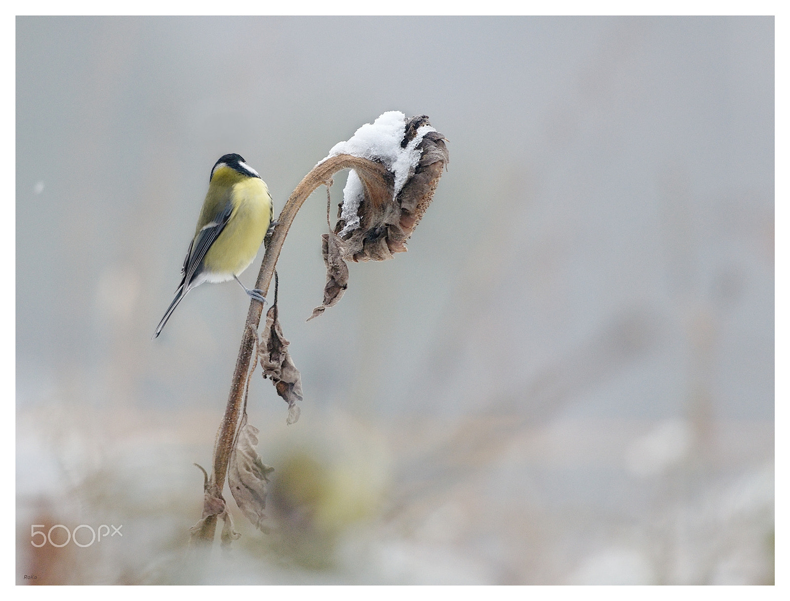 Nikon AF-S Nikkor 70-200mm F2.8G ED VR II sample photo. Shy bird photography
