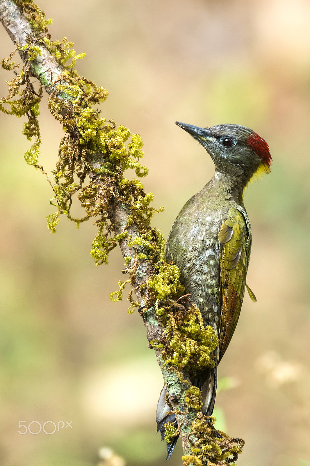 Nikon D5 + Nikon AF-S Nikkor 600mm F4E FL ED VR sample photo. Lesser yellow naped woodpecker photography