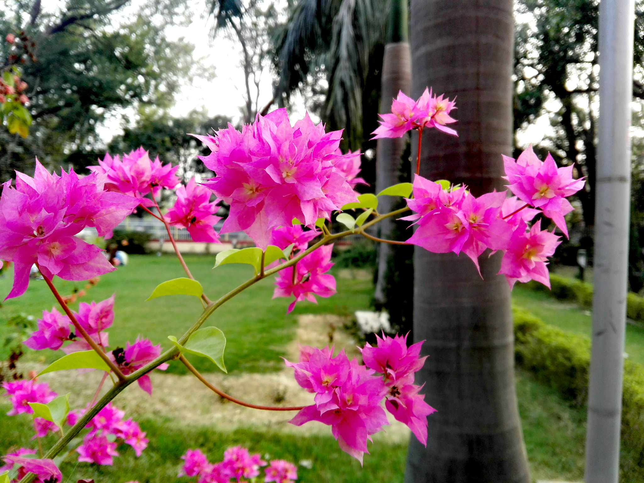 HUAWEI CHM-U01 sample photo. Beautiful flowers photography