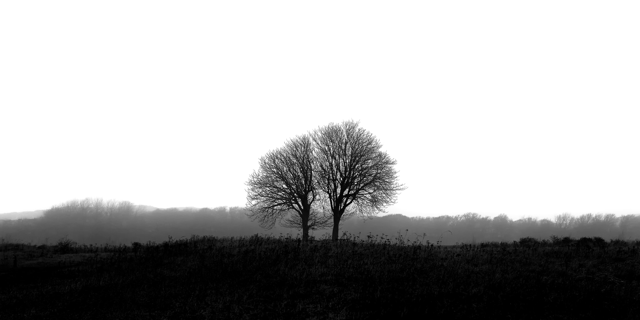 Sigma 17-70mm F2.8-4 DC Macro OS HSM | C sample photo. Trees photography