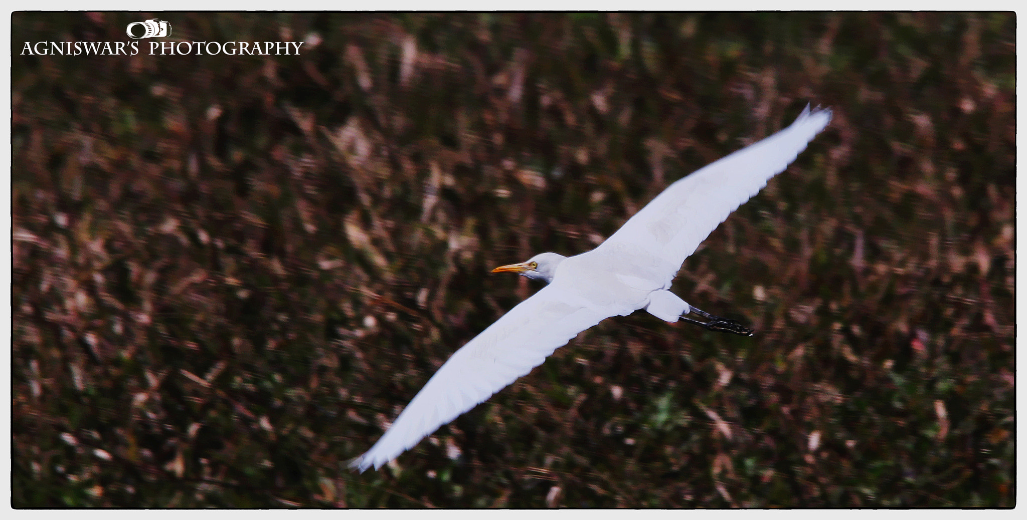 Sigma 150-500mm F5-6.3 DG OS HSM sample photo. Taking a flight photography