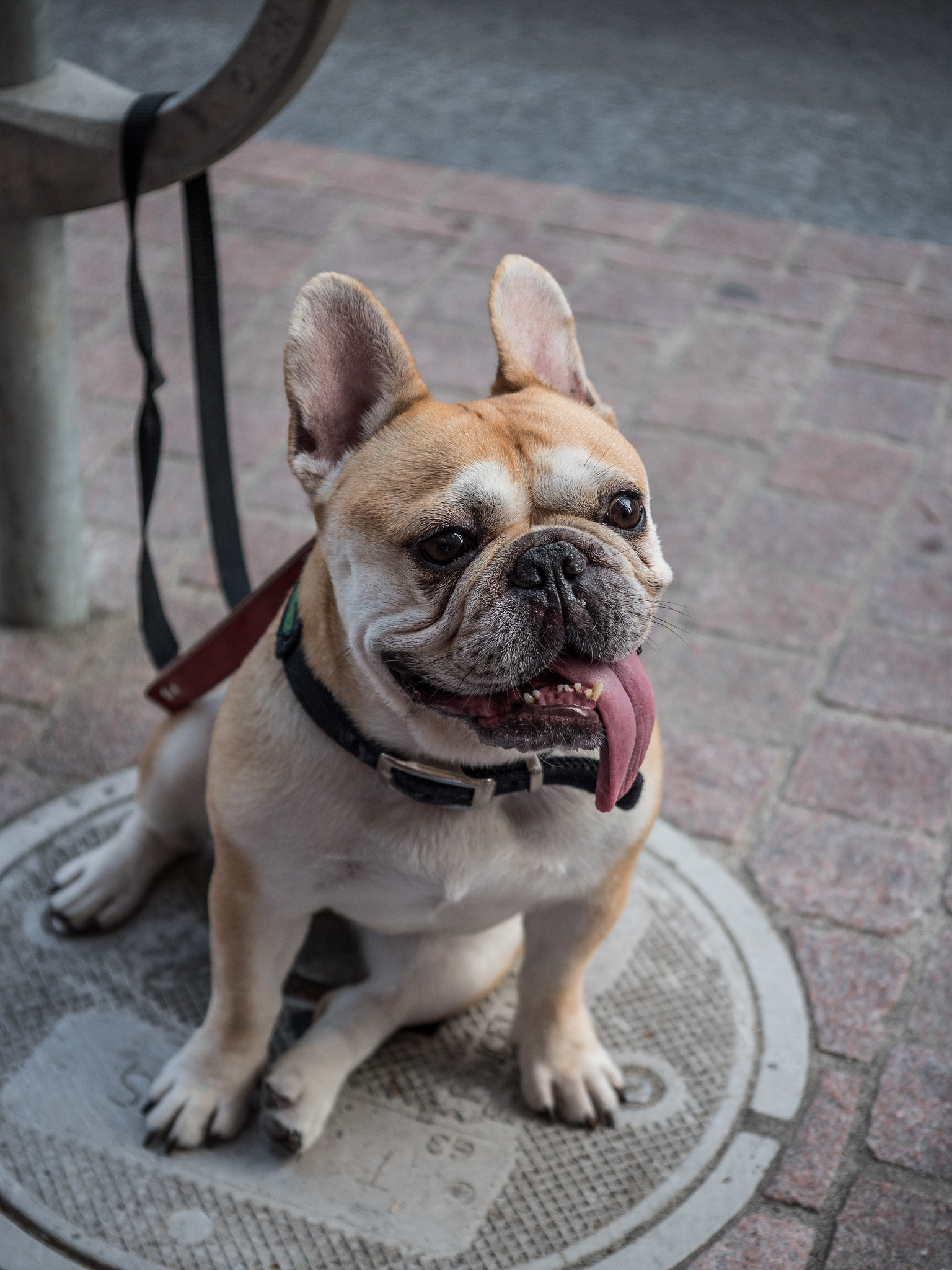 Panasonic Lumix G X Vario 35-100mm F2.8 OIS sample photo. Canada adventure photography