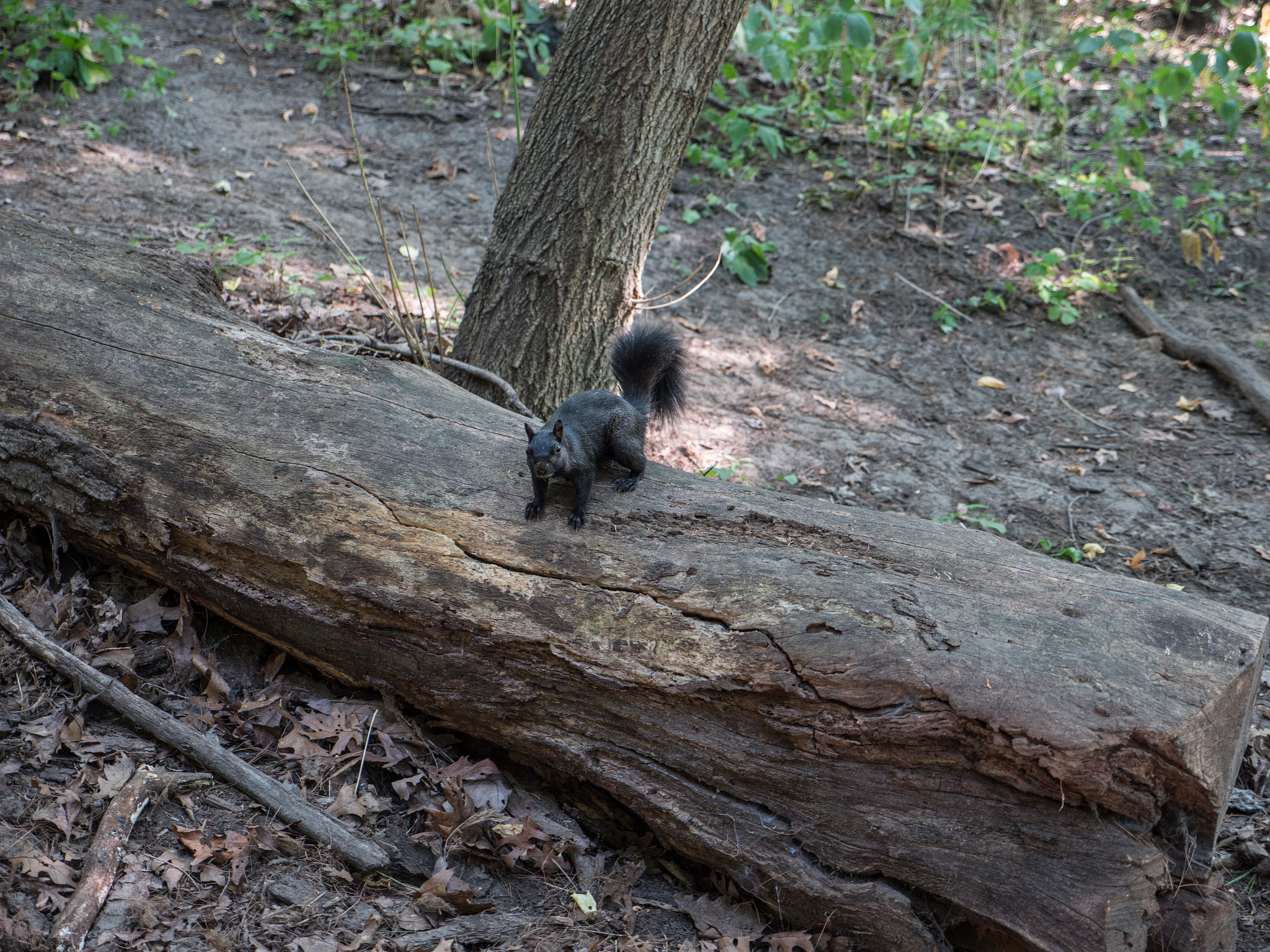 Panasonic Lumix G X Vario 12-35mm F2.8 ASPH Power OIS sample photo. Canada adventure photography