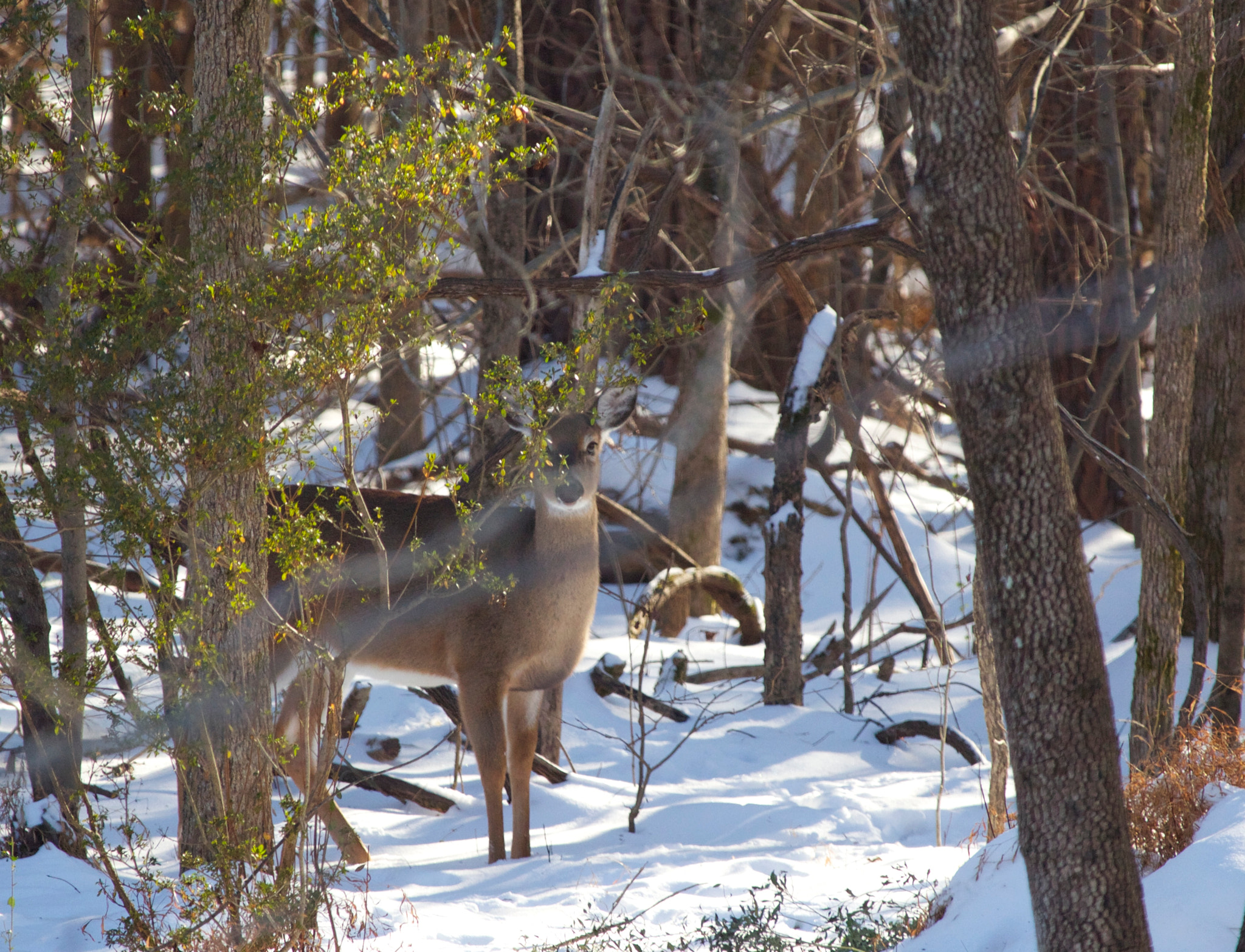 Canon EF-S 55-250mm F4-5.6 IS STM sample photo. Snowy solitude photography